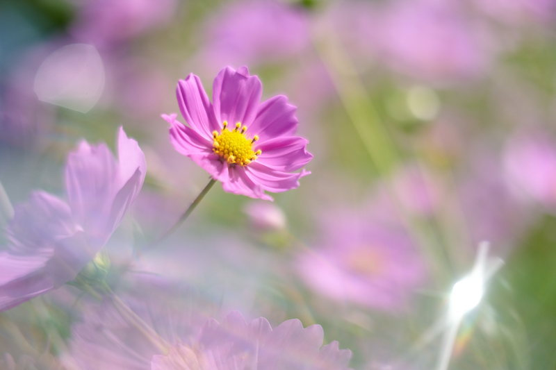 X-T3 / XF35mmF1.4 R / 絞り優先AE（1/8,000秒・F1.4・+0.7EV） / ISO 200