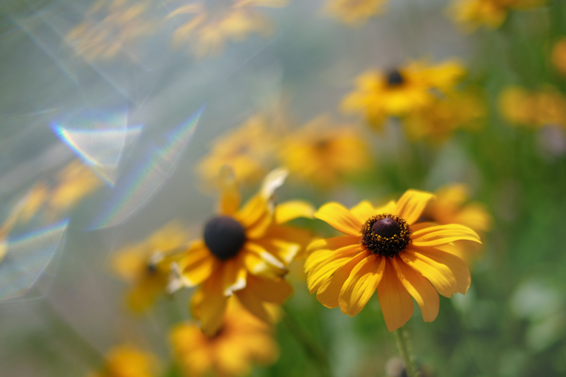 X-T3 / XF35mmF1.4 R / 絞り優先AE（1/10,000秒・F1.4・+0.3EV） / ISO 160