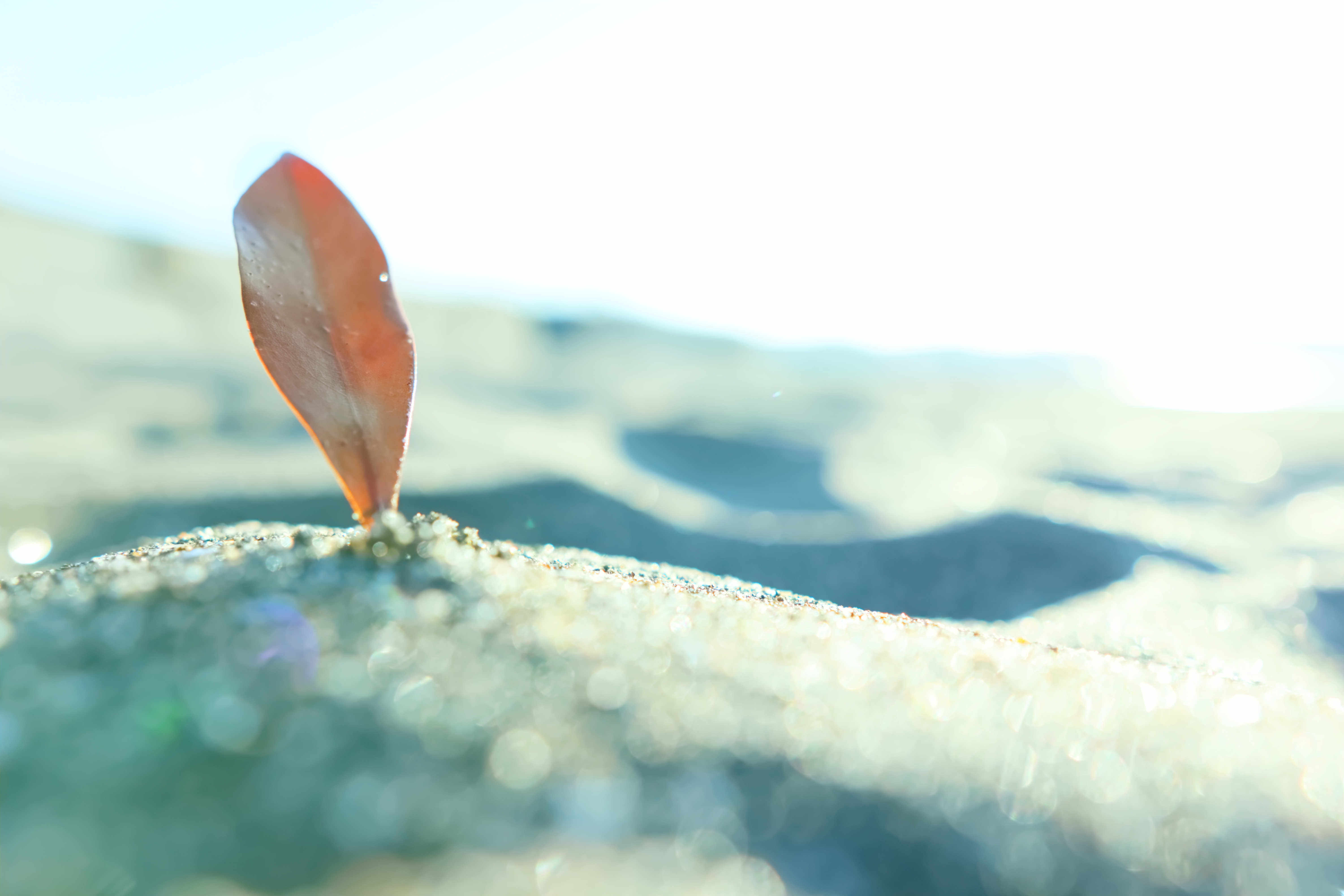 広角で近寄って得られた勢いある画角。けれどもF1.4のボケの柔らかい美しさが兼ね備えられています。<br><br><span class="fnt-85">EOS Kiss M / SIGMA 16mm F1.4 DC DN</span>