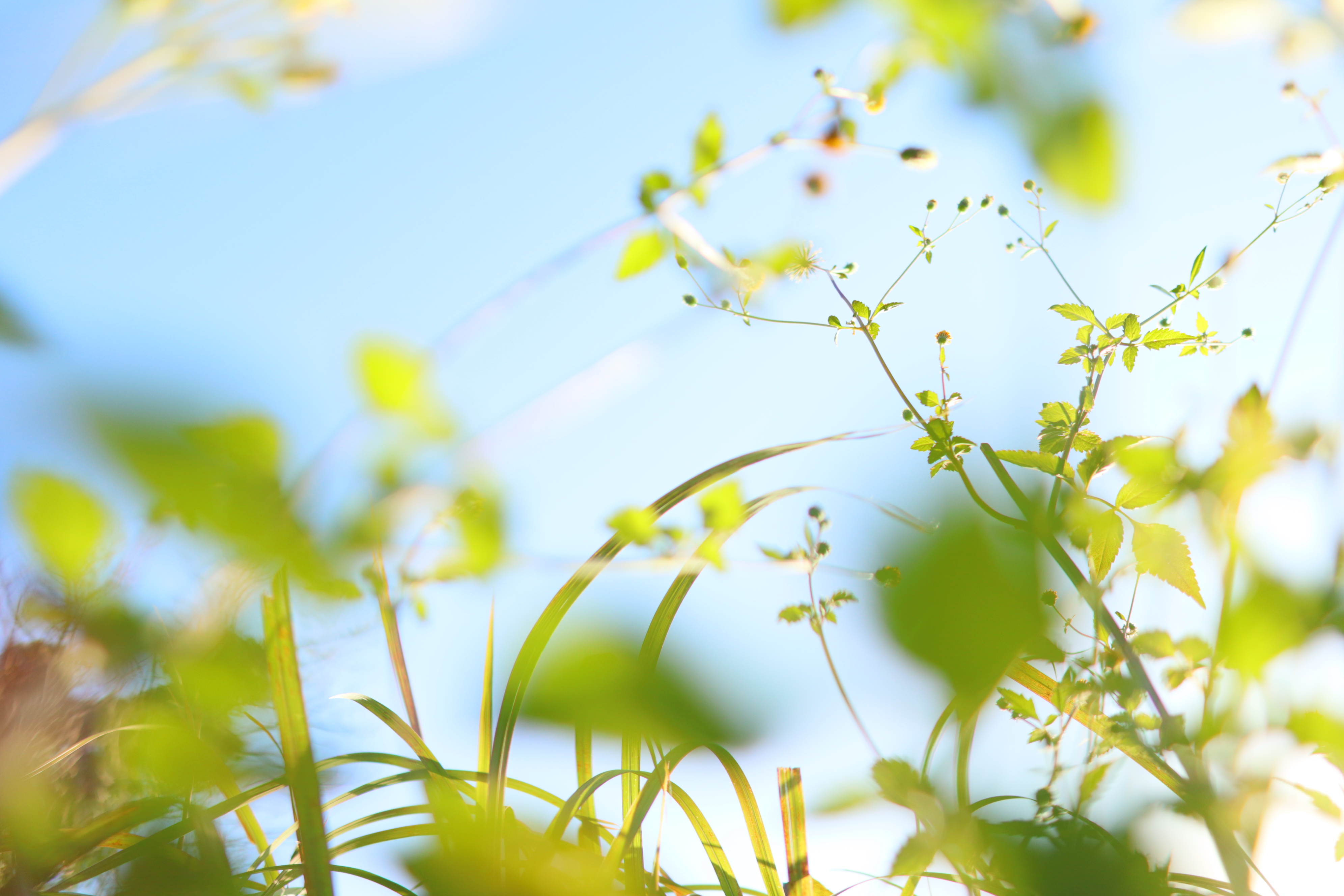 線が細く出そうなこんなシチュエーションにも収差を感じない描画力。<br><br><span class="fnt-85">EOS Kiss M / SIGMA 16mm F1.4 DC DN</span>