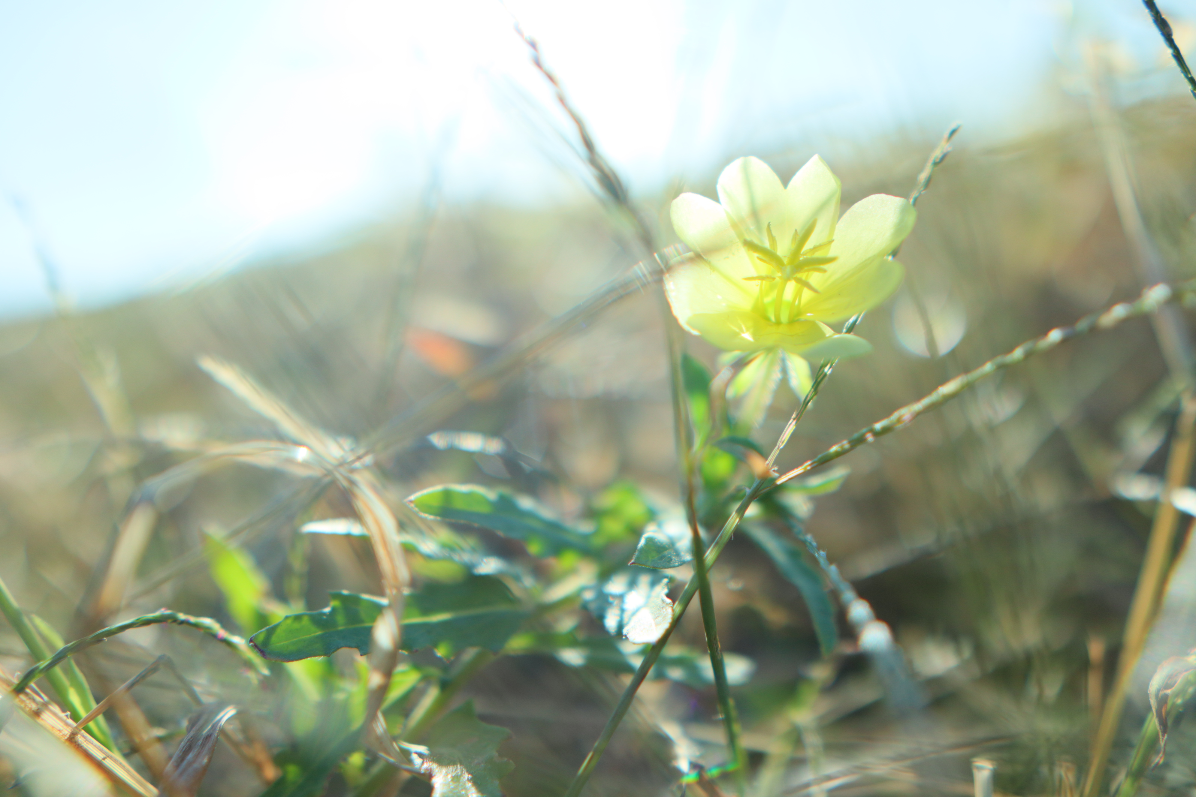 浜辺に咲いている小さな秋の花を、ピントはシャープに、背景は明るい開放絞りを活かして柔らかくぼかす。<br><br><span class="fnt-85">EOS Kiss M / SIGMA 16mm F1.4 DC DN</span>