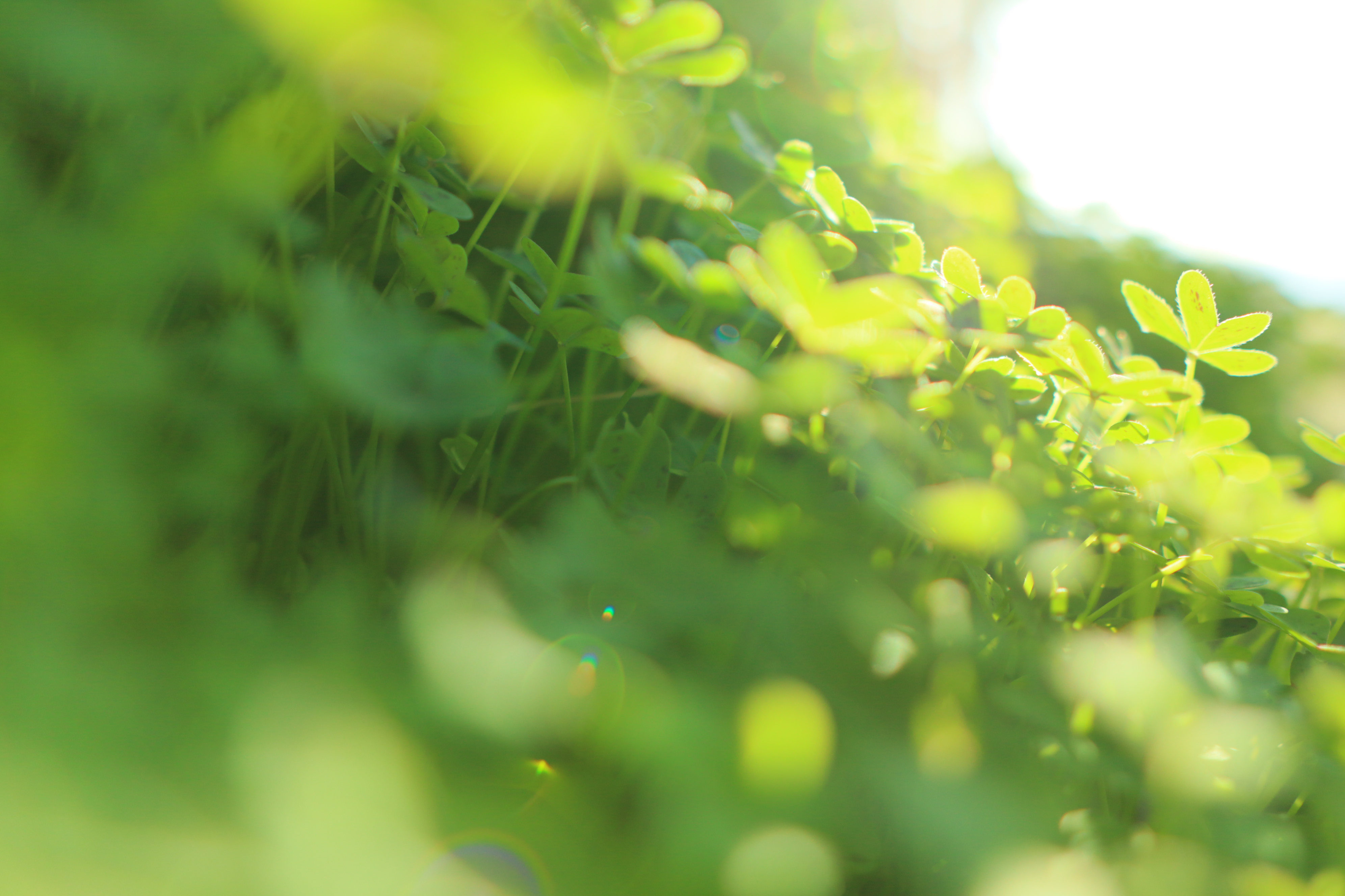 道端に生きているかわいい雑草も、煽って太陽にレンズを向ければ生き生きした表情が見れる。接写ができるレンズならではの軽快スナップ。<br><br><span class="fnt-85">EOS Kiss M / SIGMA 16mm F1.4 DC DN</span>