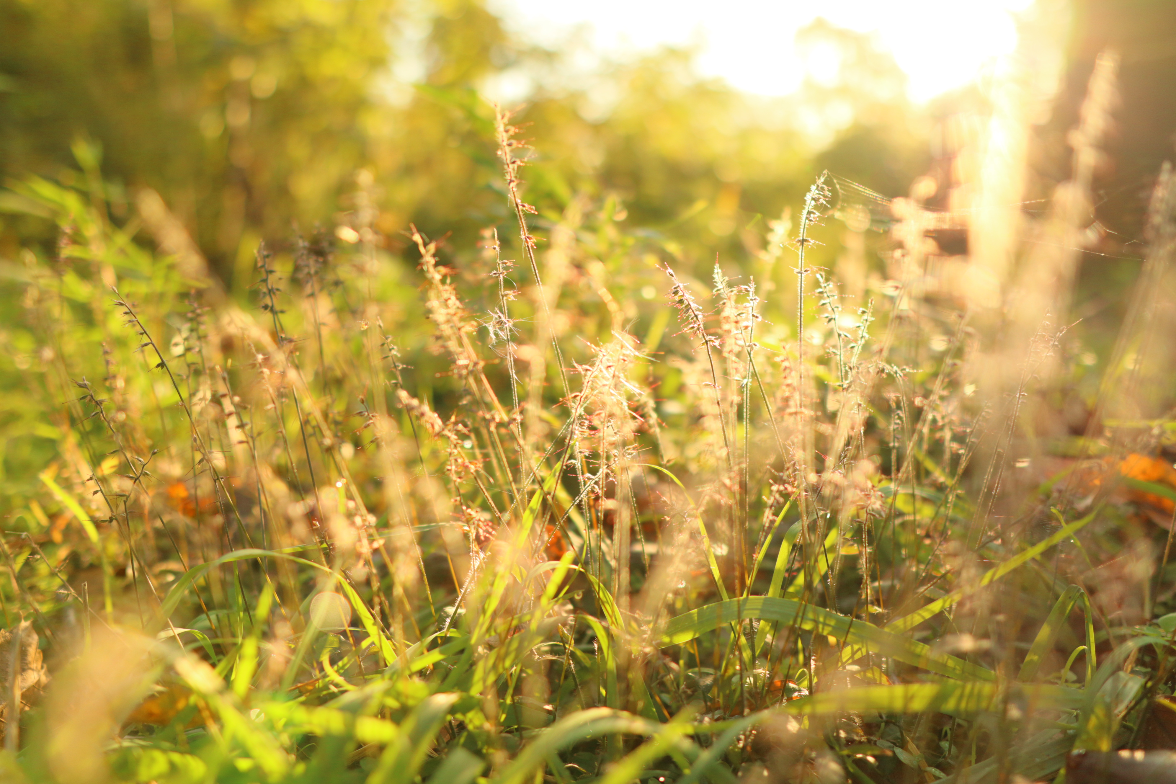 夕陽の斜光を逆光でとらえる。なんて美しい世界。ギリギリまでハレーションも起きない。<br><br><span class="fnt-85">EOS Kiss M / SIGMA 16mm F1.4 DC DN</span>