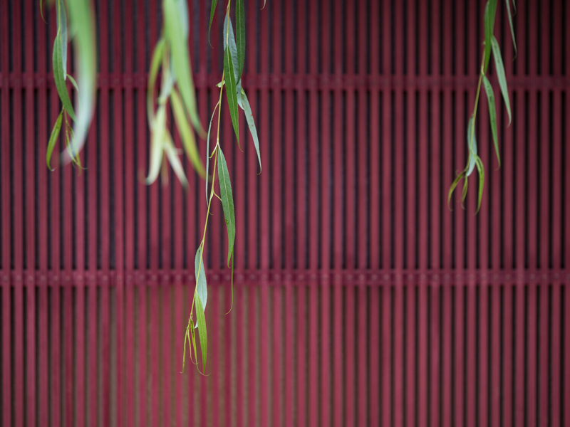 金沢三茶屋街には町家が並び、鮮やかな赤の格子が目に飛び込んでくる。町家の前にある柳の木から、数本の緑が豊かな枝葉が垂れていた（撮影：高橋智裕）。<br><span class="fnt-85">OLYMPUS OM-D E-M1 Mark II / M.ZUIKO DIGITAL ED 60mm F2.8 Macro / 60mm（120mm相当） / 絞り優先AE（F2.8、1/80秒、-0.7EV） / ISO 200 / WB：オート</span>