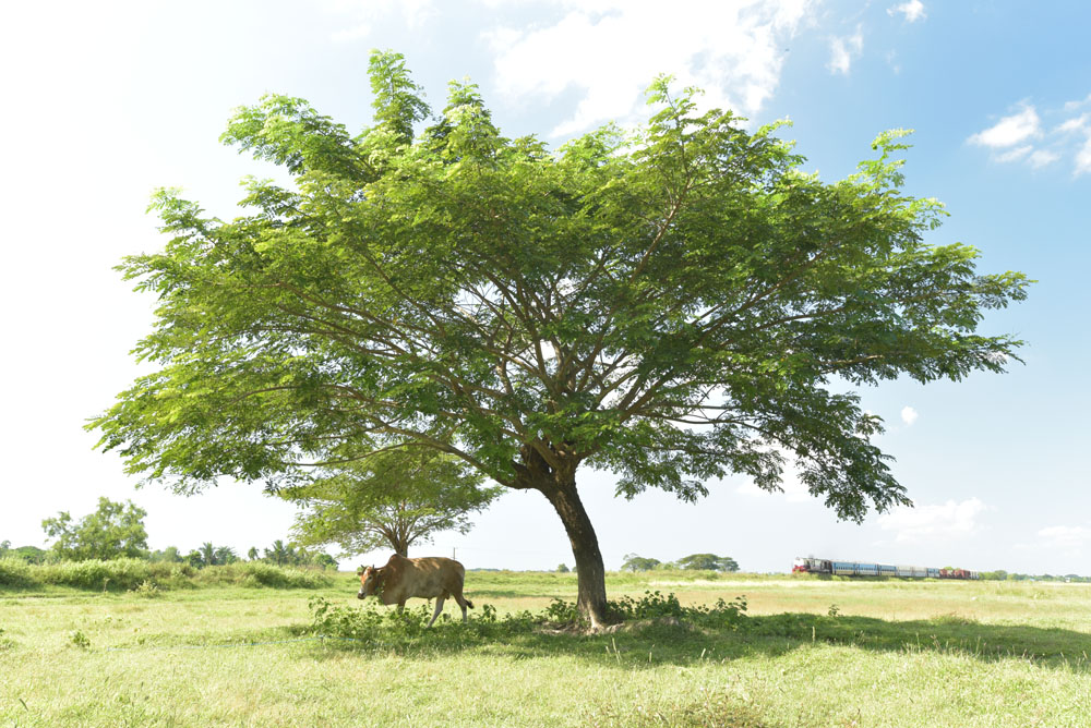 ニコンD750　AF-S Nikkor 16-35mm f/4G ED VR（30mm）　絞り優先オート（F8、1/200秒）　ISO800　WB:快晴