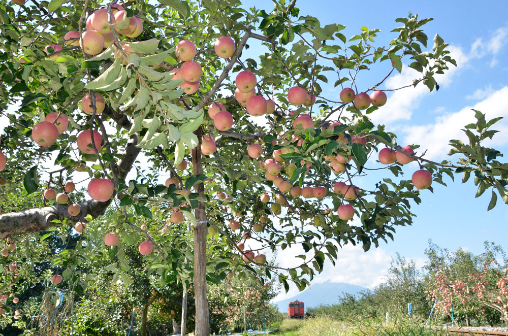 ニコンD7000　AF-S DX VR Zoom-Nikkor 18-105mm f/3.5-5.6G ED（27mm）　絞り優先オート（F8、1/250秒）　ISO200　WB:快晴