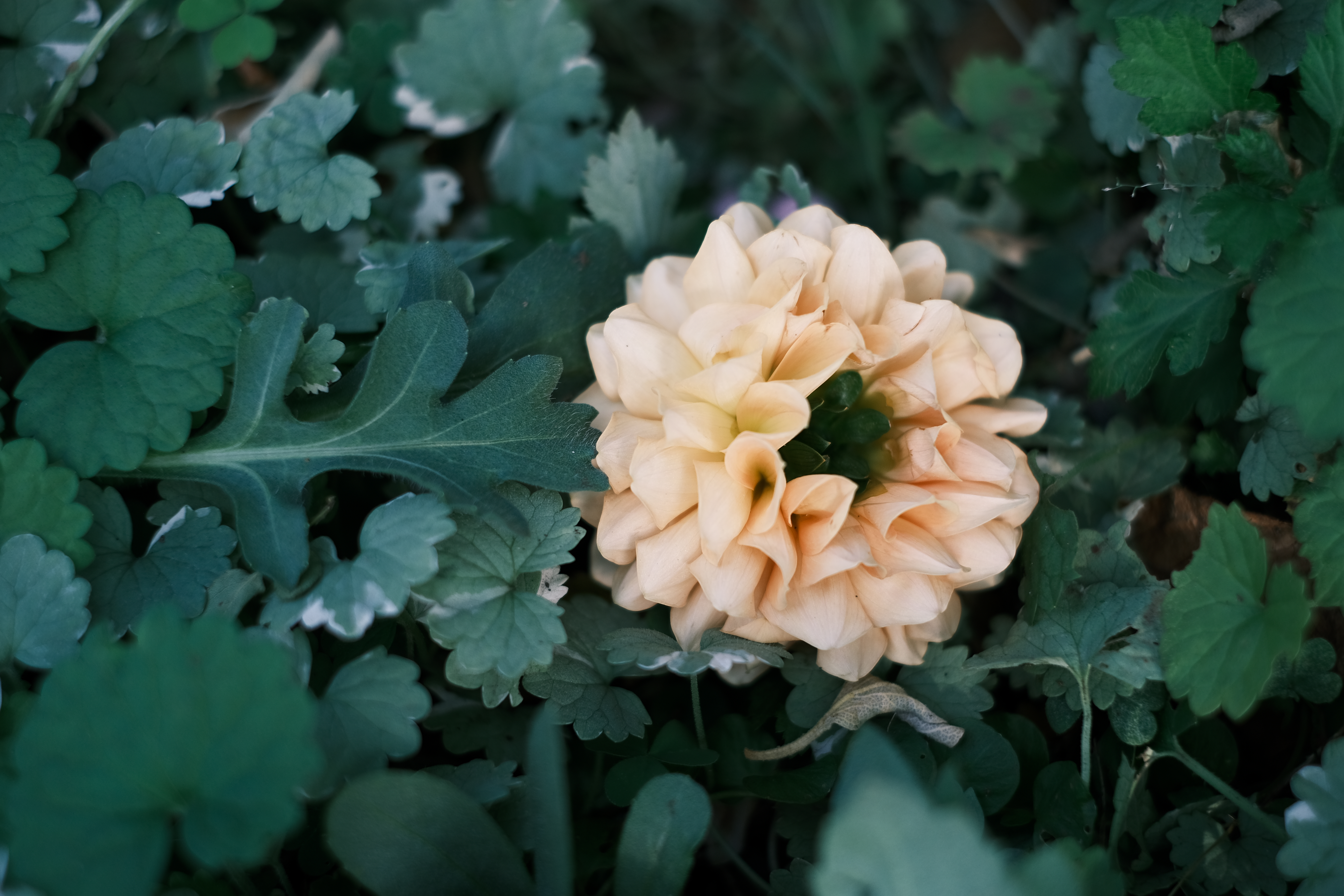 XF35mmF1.4R　ISO 160　F2　1/420秒