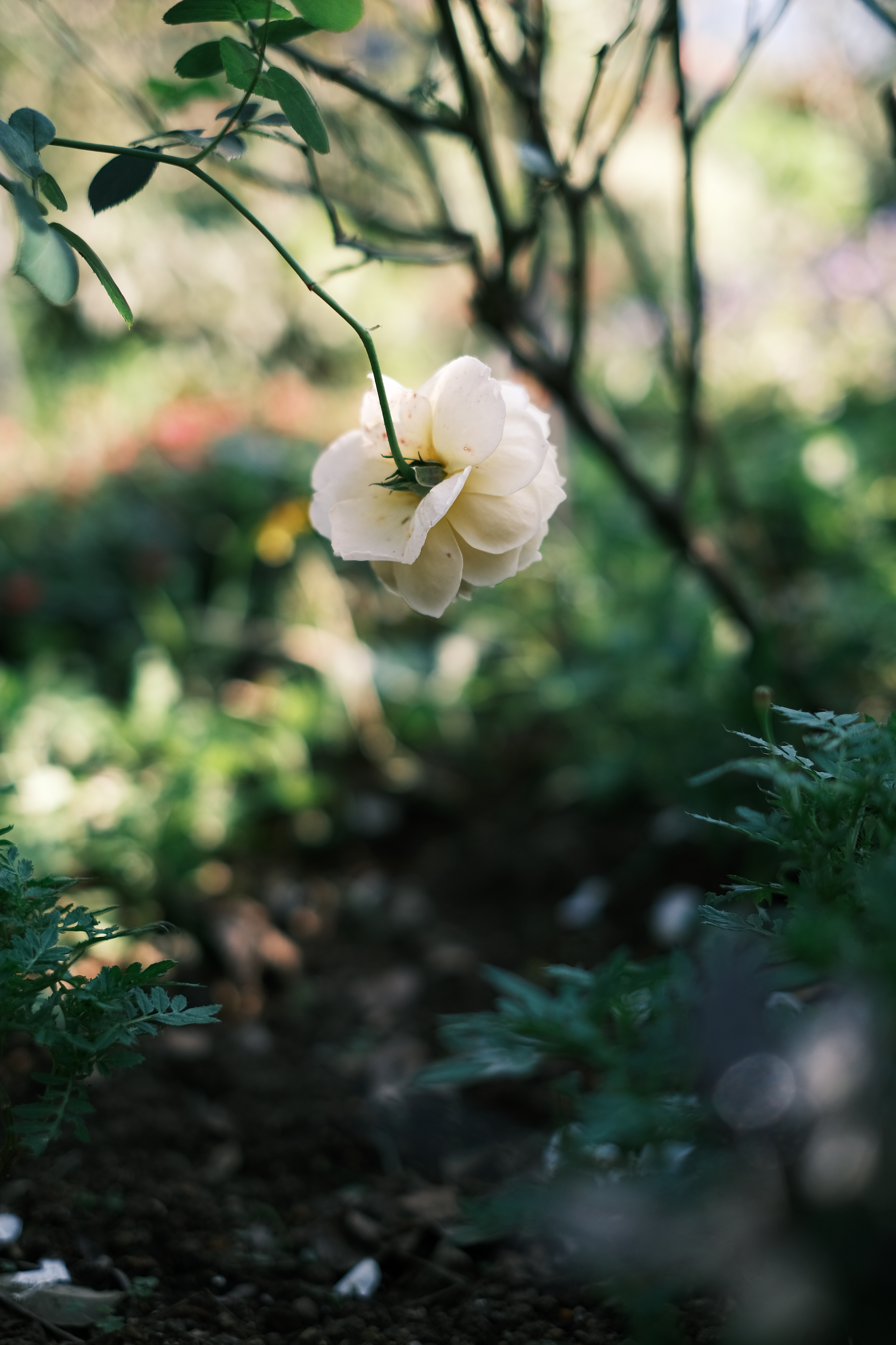 XF35mmF1.4R　ISO 160　F1.8　1/900秒