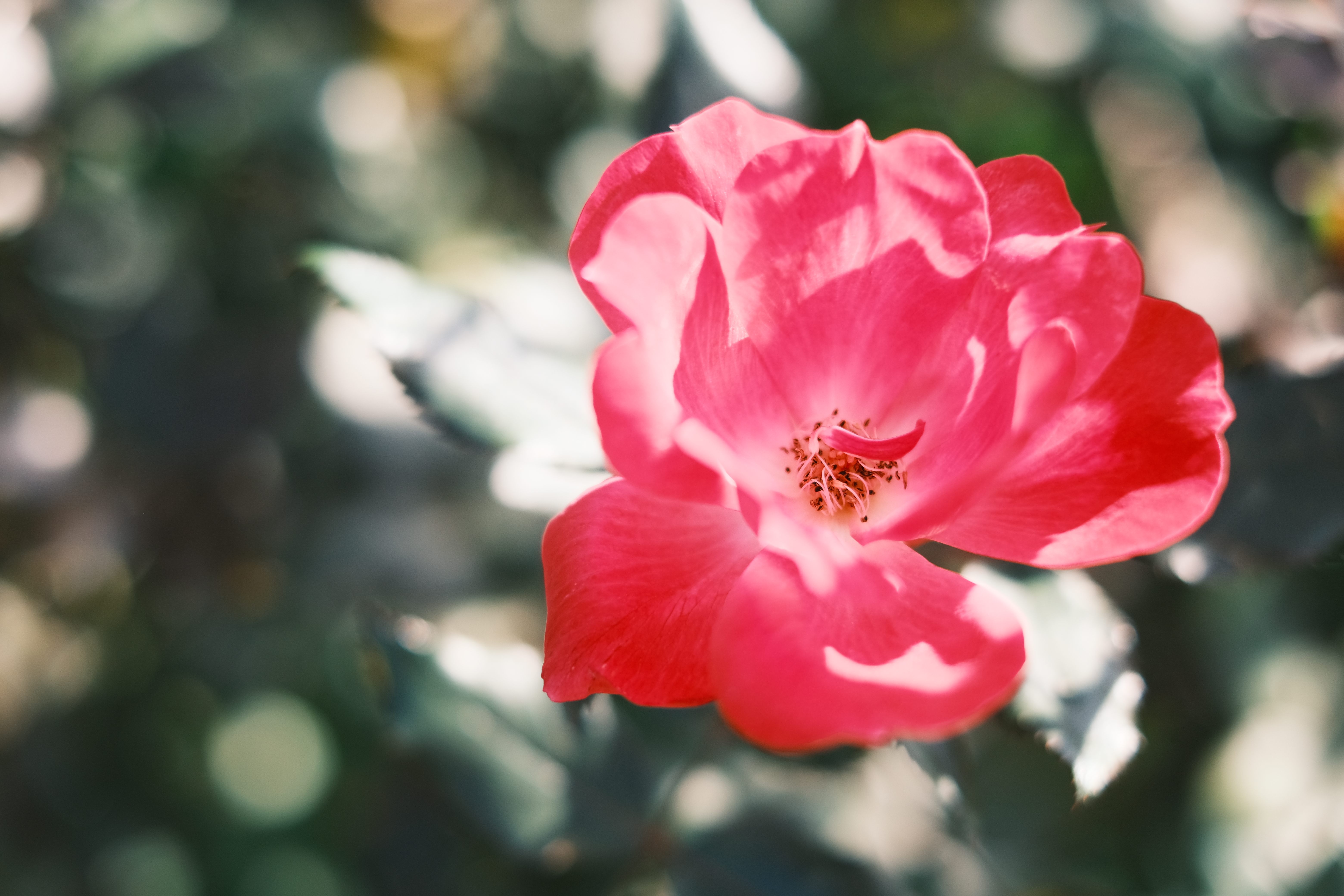 XF35mmF1.4R 　1/2 200秒　F2.0　ISO 640　+1.0補正　AWB　フィルムシミュレーション：クラシックネガ　DR400％　カラークロームエフェクト：強