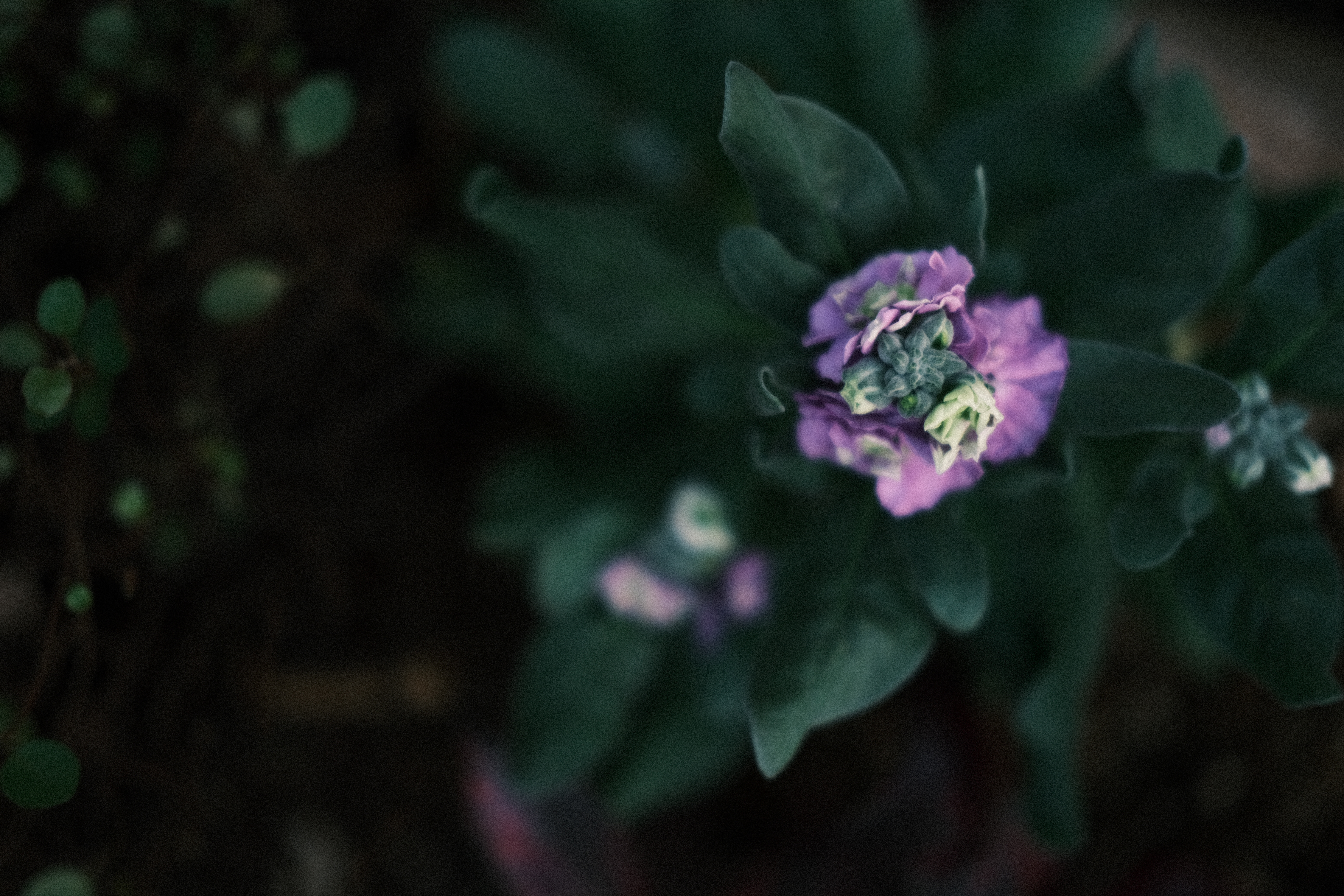 XF35mmF2R WR　1/125秒　F2.0　ISO320　-1.3補正　AWB　DR100%　フィルムシミュレーション：クラシックネガ　H-Tn：＋2　S-Tn：＋2　グレイン・エフェクト：強度/弱・粒度/大