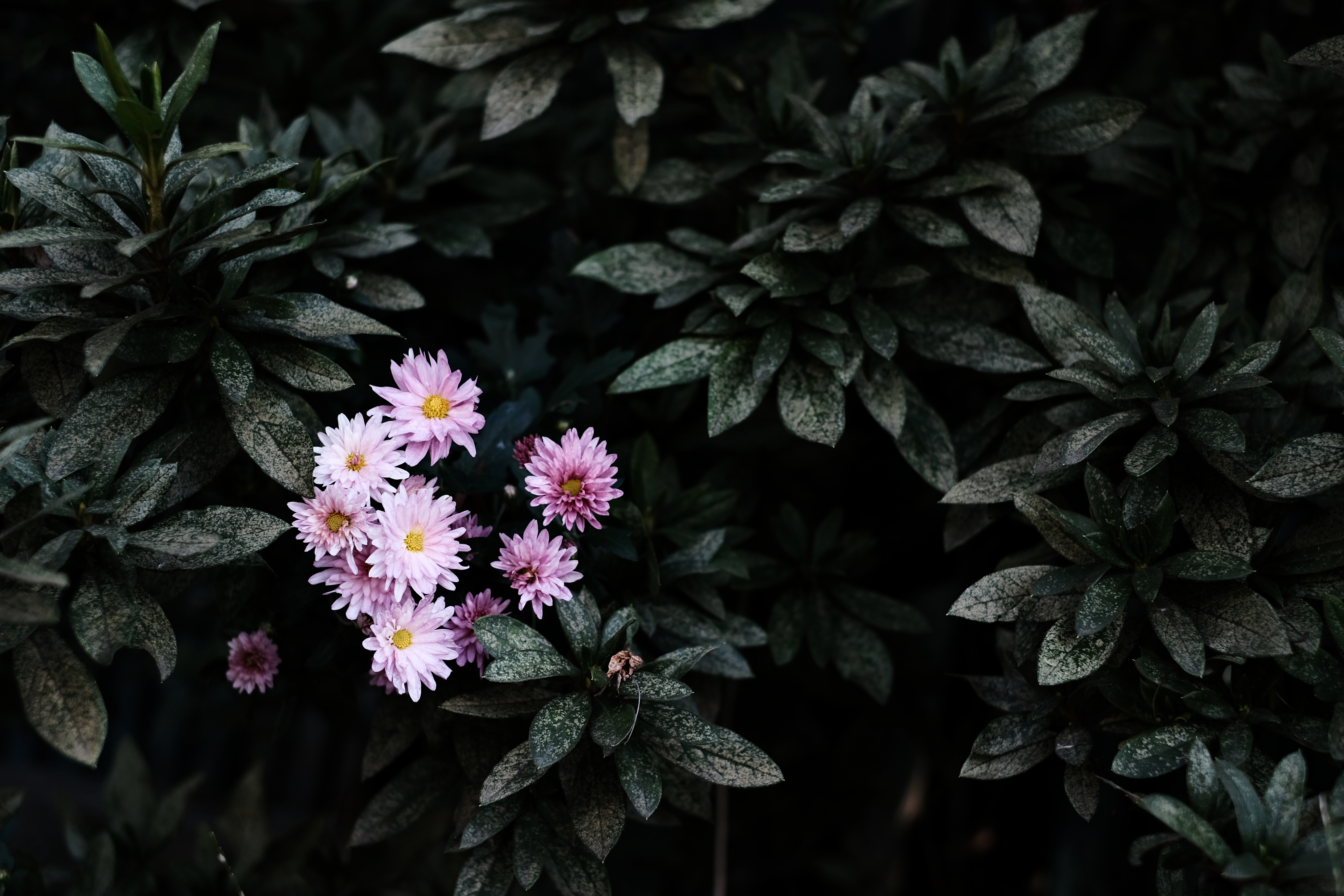 XF35mmF1.4R　ISO 160　F2.8　1/280秒