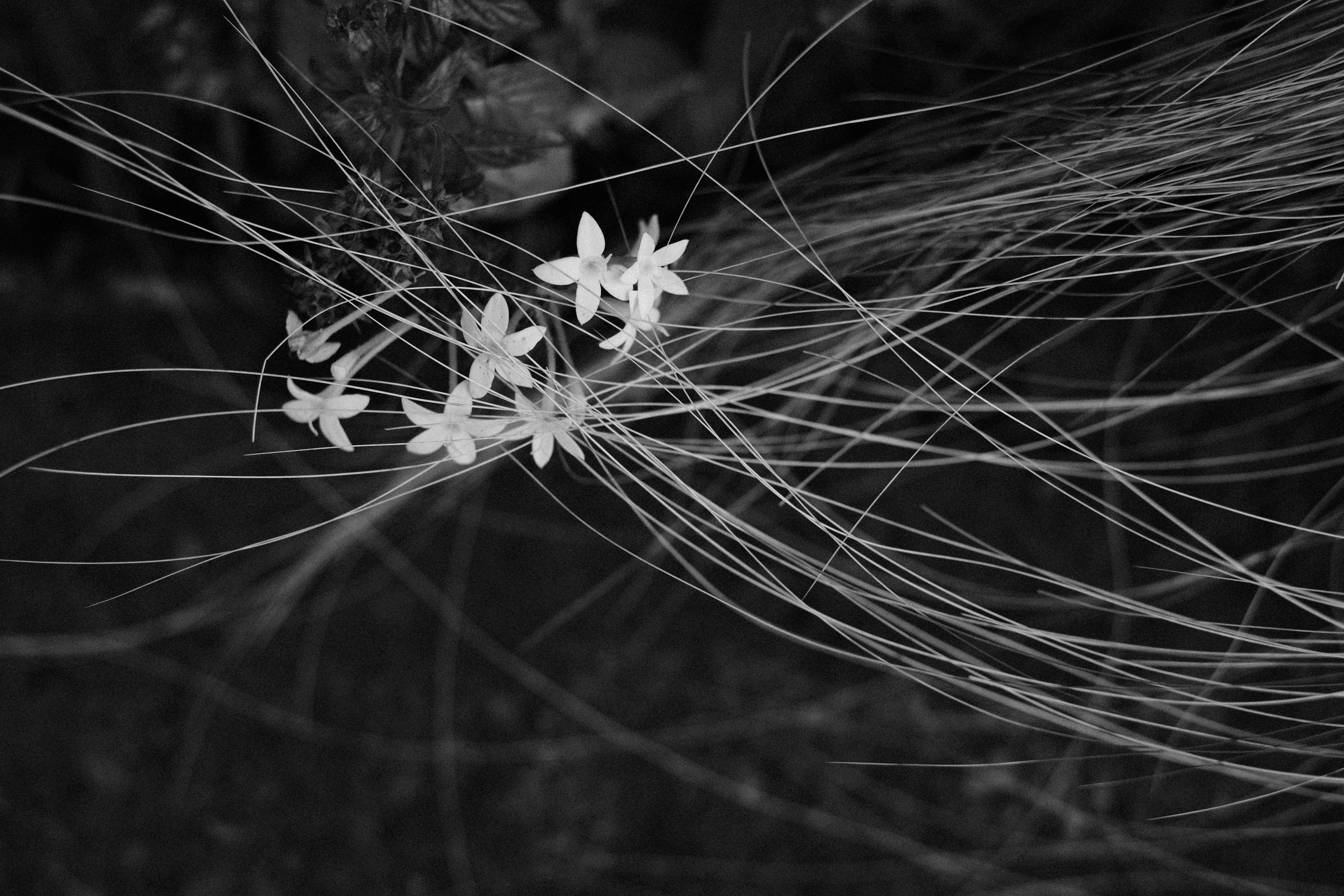 XF35mmF1.4R　1/750秒　F3.6　ISO400　-1.3補正　AWB　DR100%　フィルムシミュレーション：ACROS+R　H-Tn：＋2　S-Tn：＋2　グレイン・エフェクト：強度/弱・粒度/大