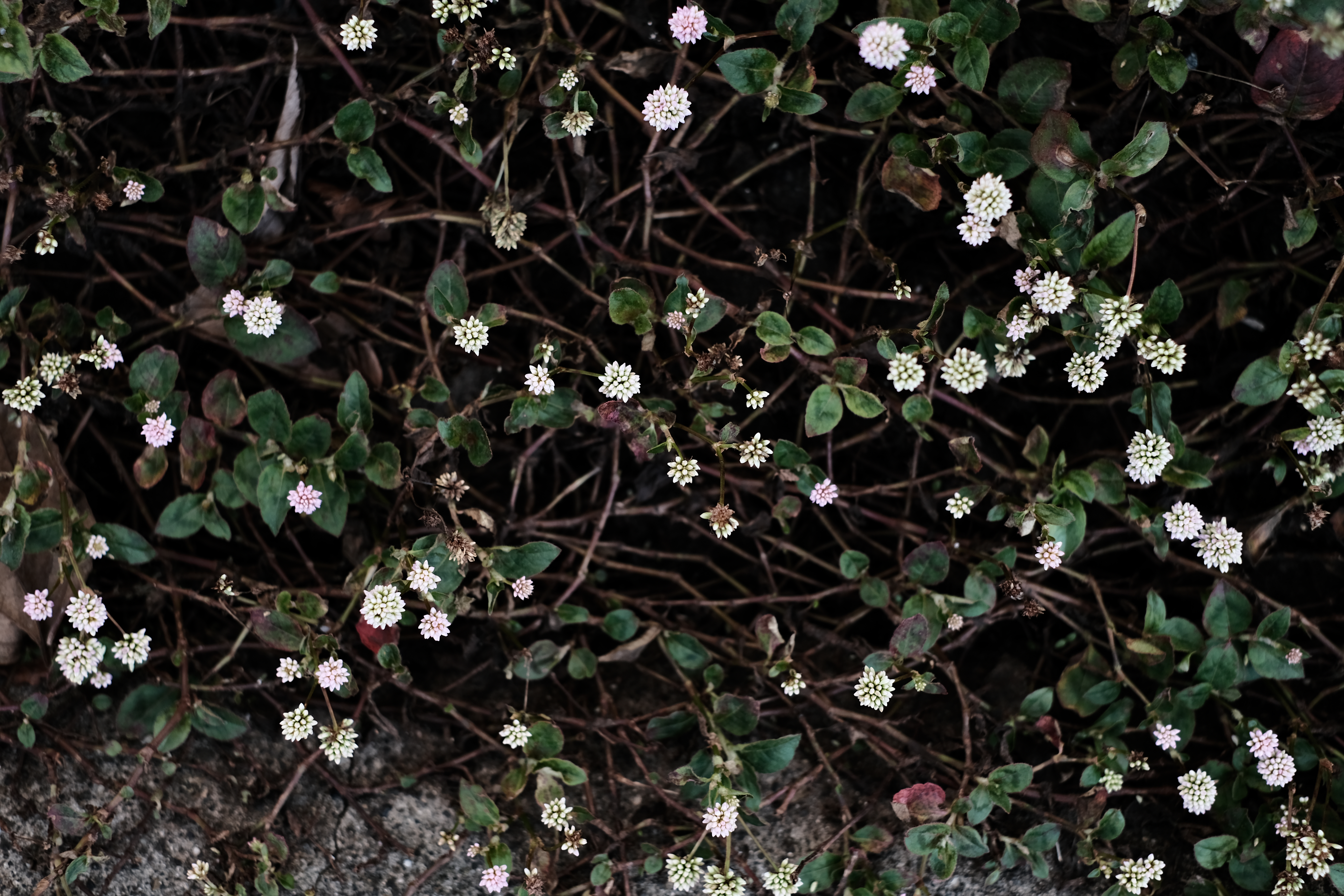 XF35mmF1.4R　ISO 160　F3.2　1/300秒