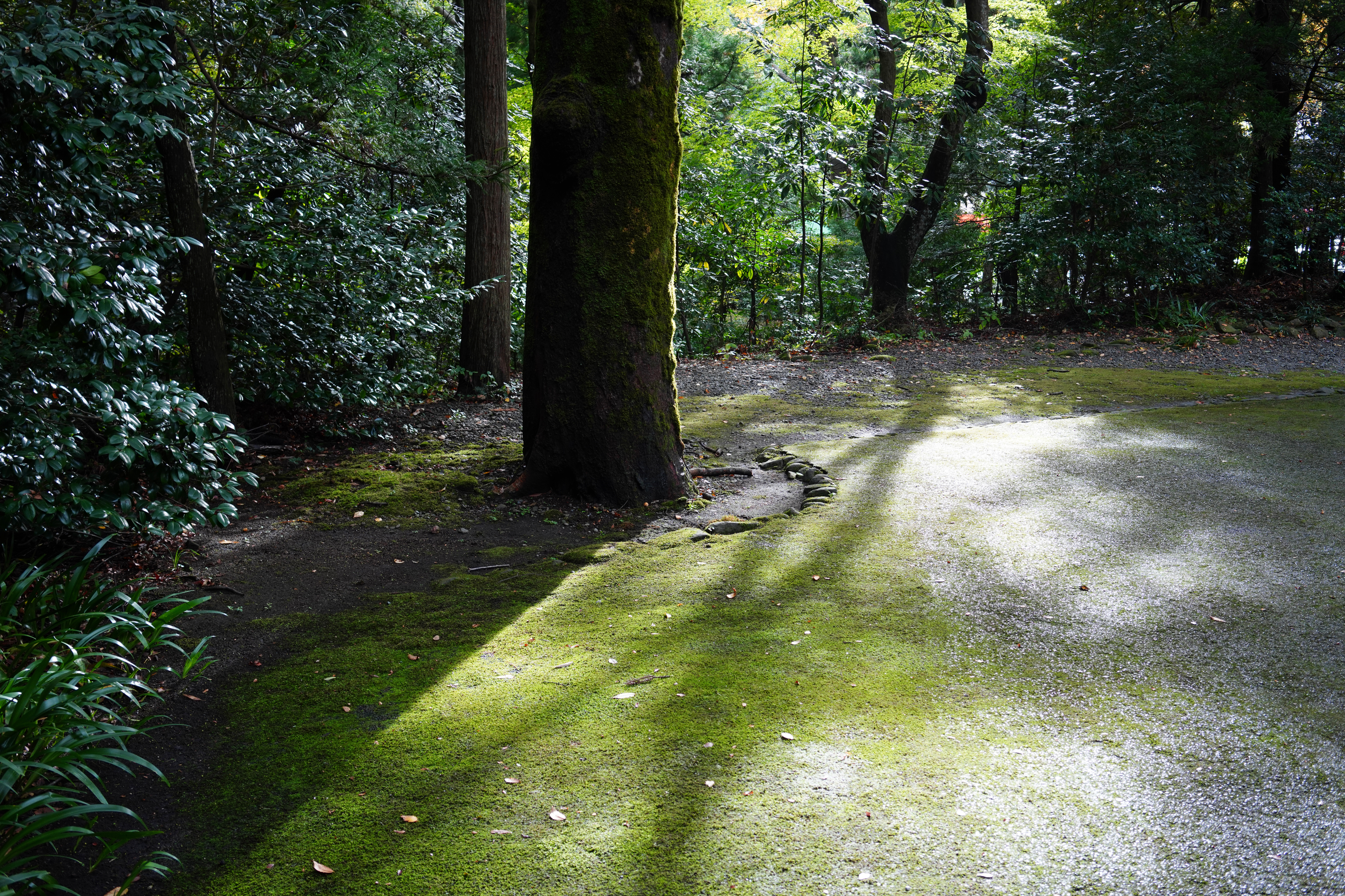 FE 35mm F2.8 ZA<br>ソニーα7R Ⅳ / FE 35mm F2.8 ZA / 絞り優先AE（1/90秒・F4.5・-0.5EV） / ISO 400