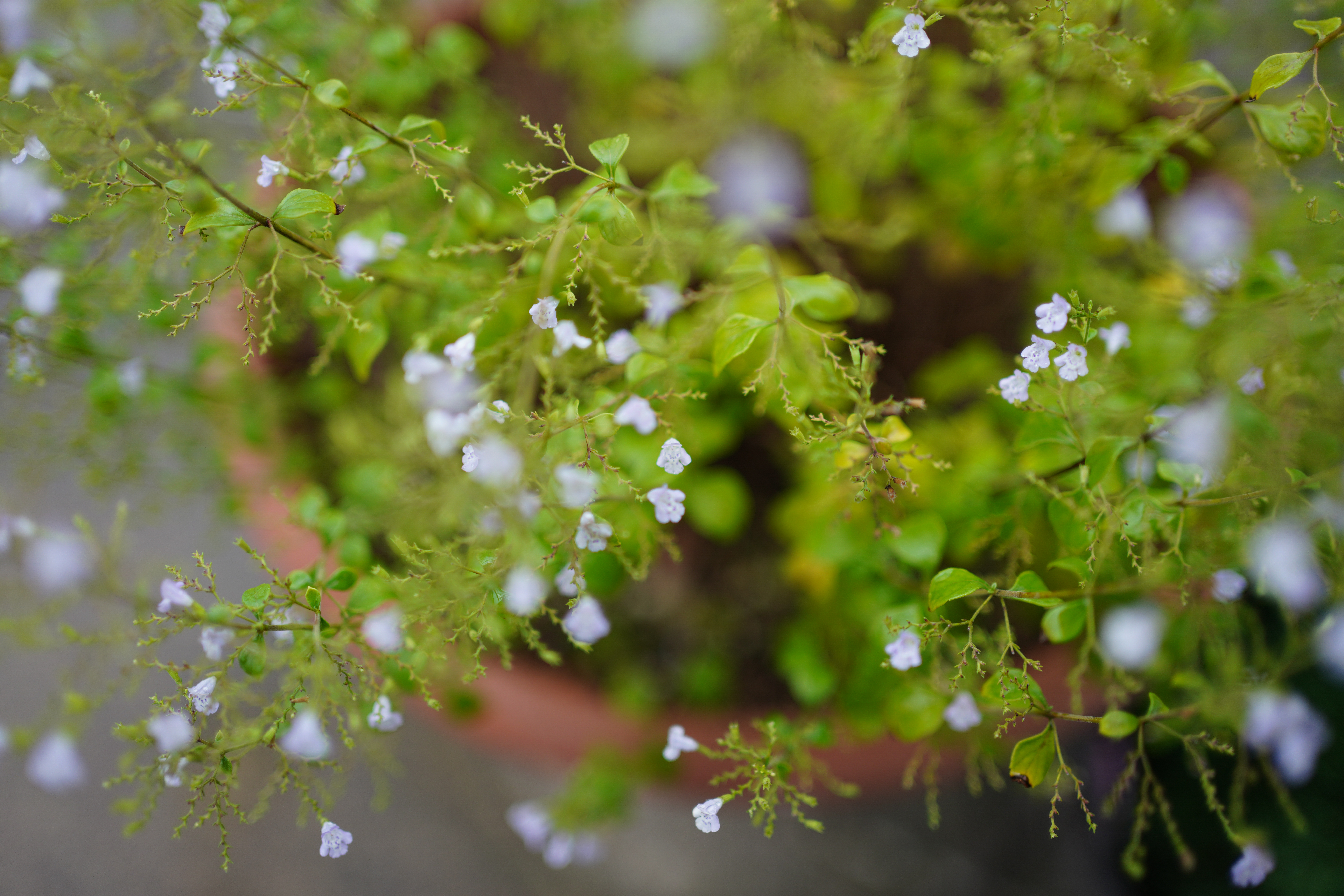 ソニーα7R Ⅳ / FE 35mm F1.8 / 絞り優先AE（1/350秒・F1.8・±0EV） / ISO 100