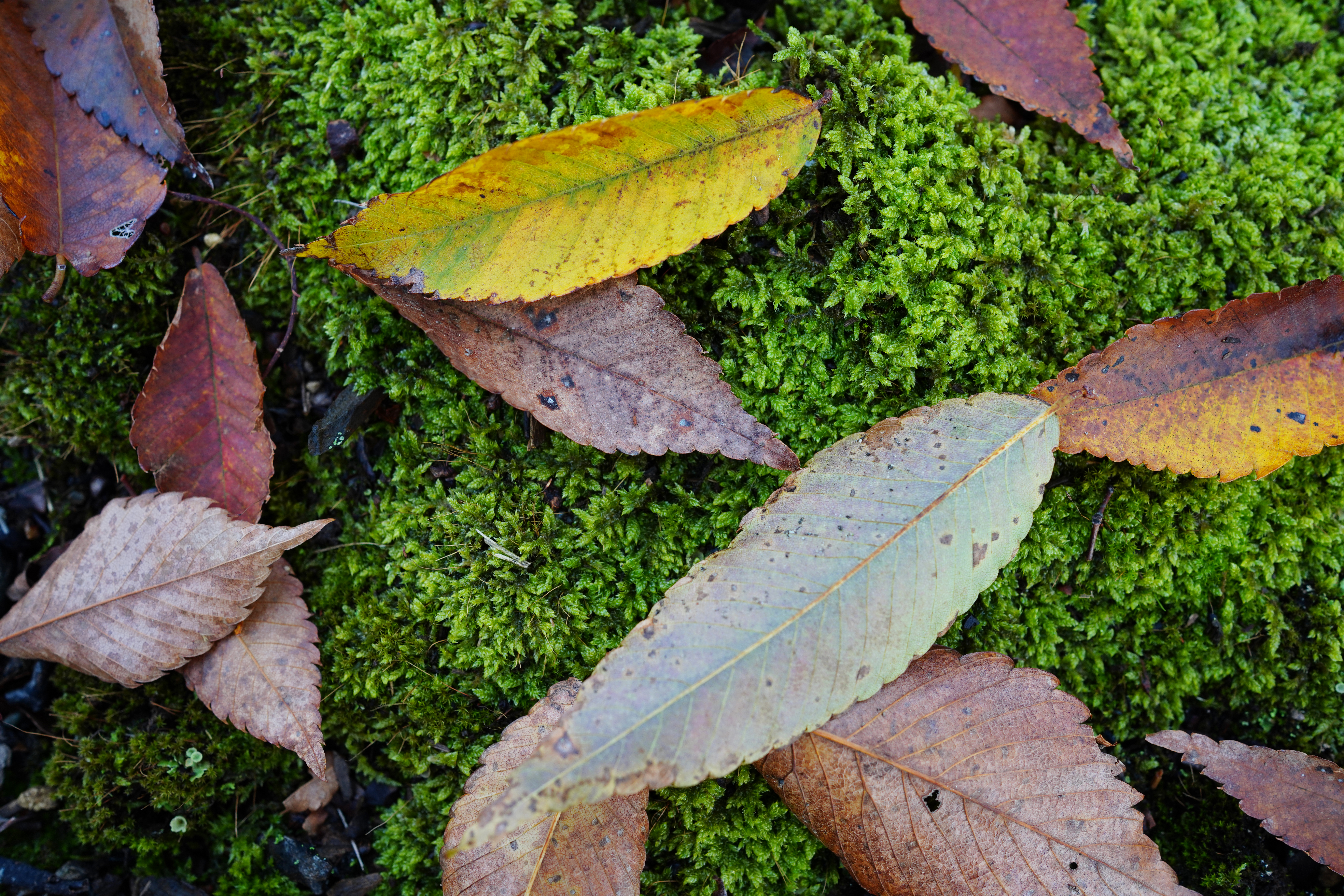 ソニーα7R Ⅳ / FE 35mm F1.8 / 絞り優先AE（1/60秒・F1.8・-0.3EV） / ISO 400
