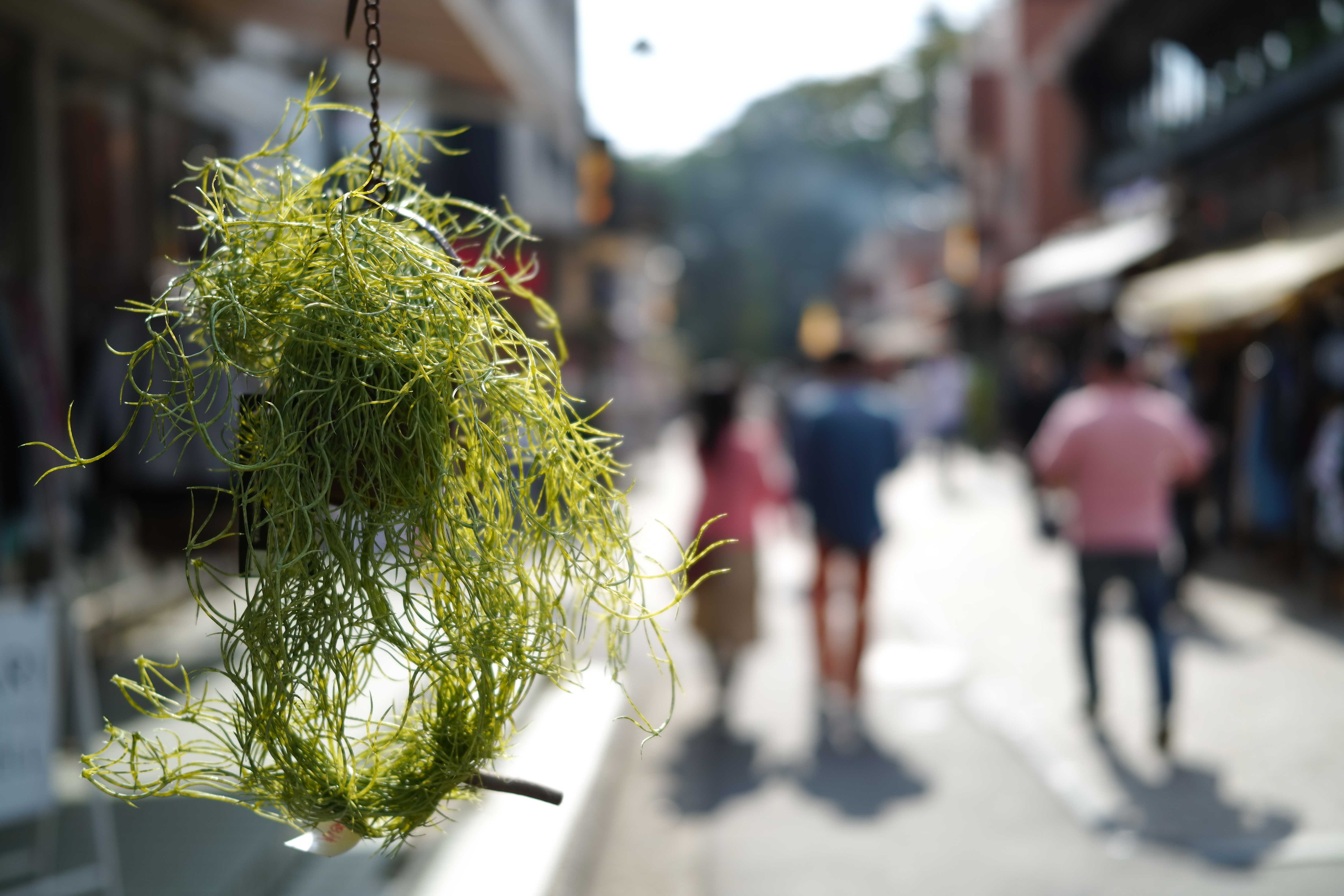 45mm F2.8の絞り開放は、背景の雰囲気が伝わりながら、ピントを合わせた部分が浮き上がるように描写する。強い逆光なので柔らかい仕上がりになるように、カラーモードをニュートラルに設定した。<br>SIGMA fp　45mm F2.8 DG DN　ISO 100　F2.8　1/800秒