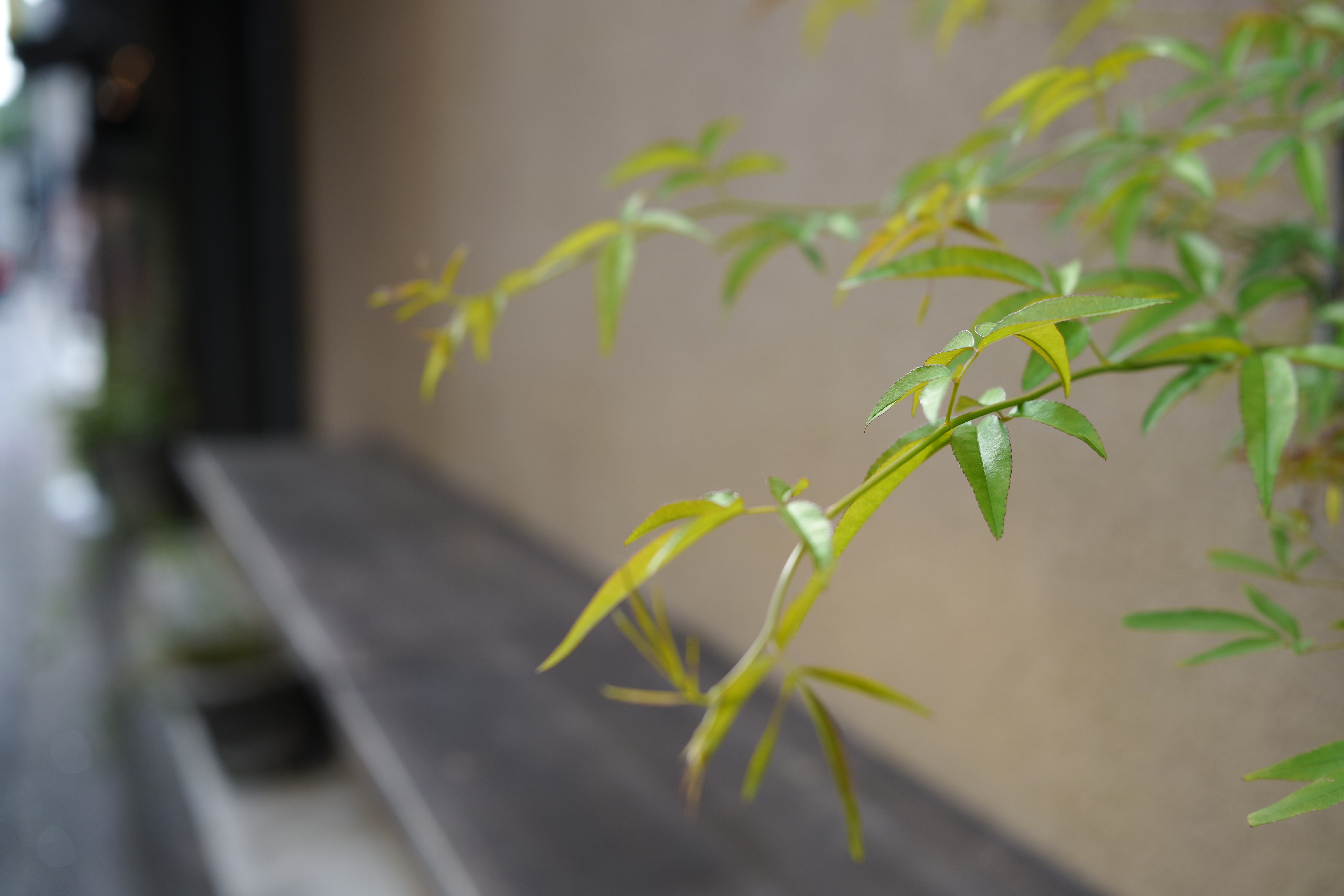 ピントを合わせたい葉にタッチで測距点を重ねた。AFはスムーズに駆動して、ストレスなく撮影できた。カラーモードはスタンダード。<br>SIGMA fp　45mm F2.8 DG DN　ISO 100　F4　1/125秒