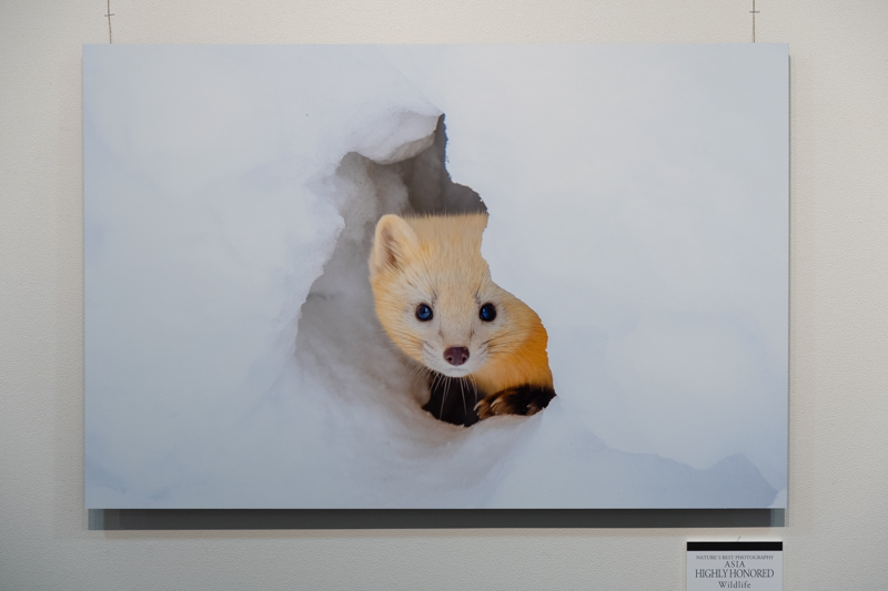 Wildlife部門優秀賞「Serious Looking」