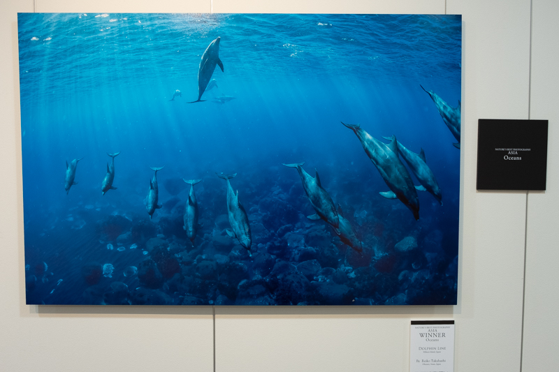 「Dolphin Line」。下の1列は大人のイルカで、上の列は生後1〜2カ月ほどの子どもだろう、とReiko Takahashi氏は説明した