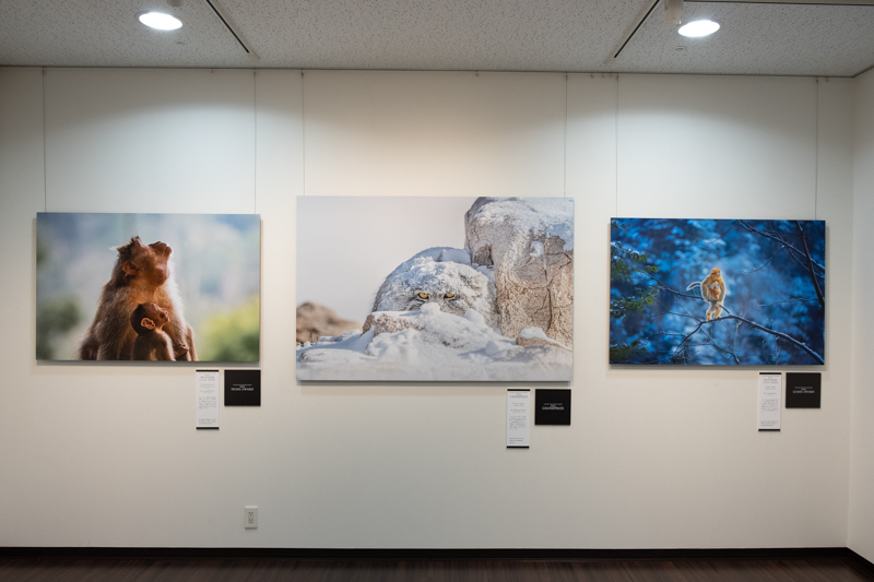 中央がGrand Prizeに輝いた「Peek A Boo」（Thomas Vijayan氏）。右がLUMIX Award賞の「Take Care」（Qiang Zhang氏）、左がSIGMA Awardの「Consonance」（Jiang Zhizhou氏）