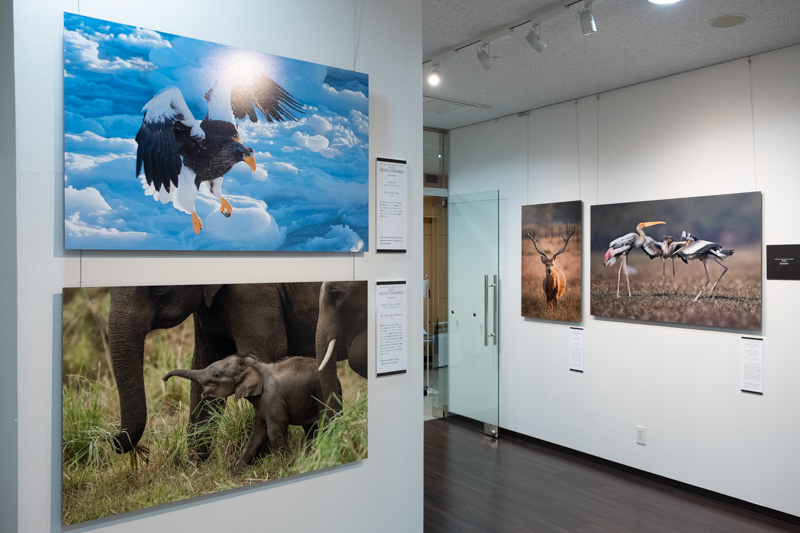 Grand Prizeなどが展示されている部屋の隣には、Junior部門優秀賞を獲得した「Azure」（Kodai Saito氏）の作品などが飾られている