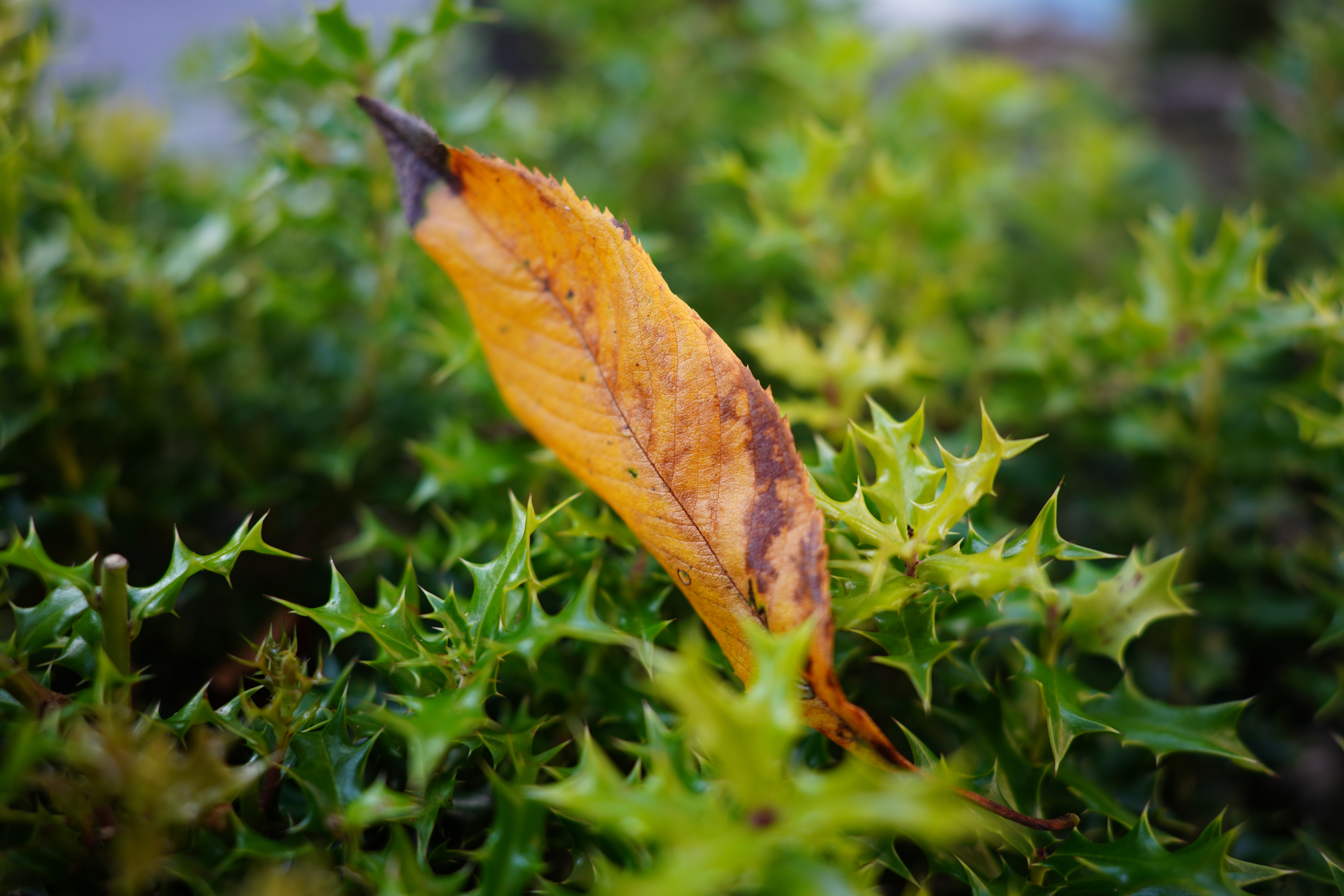 ソニーα7R IV / 24mm F/2.8 Di III OSD M1:2 / 絞り優先AE（1/200秒・F2.8・±0EV） / ISO 100