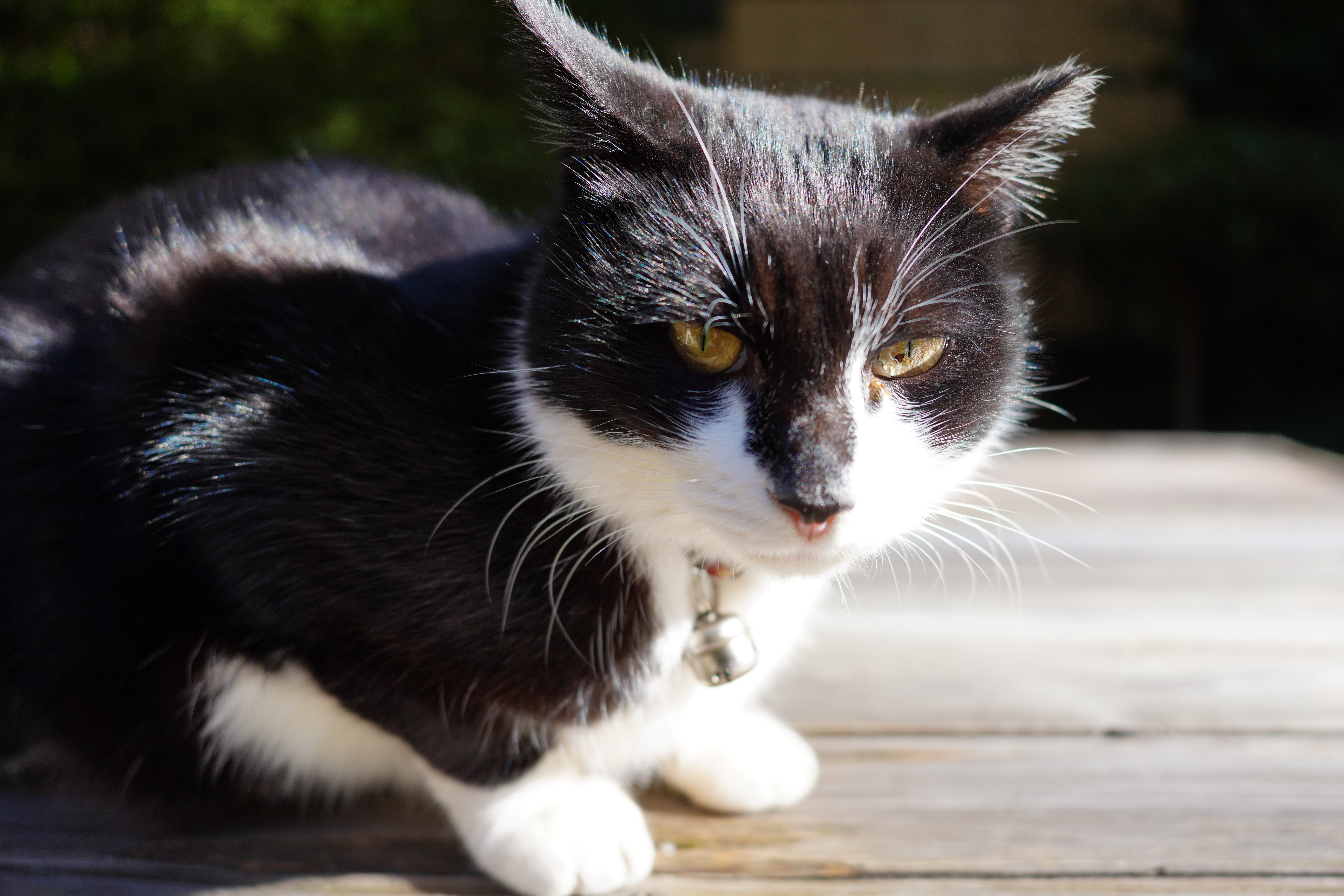 ソニーα7R IV / 24mm F/2.8 Di III OSD M1:2 / 絞り優先AE（1/500秒・F2.8・±0EV） / ISO 100