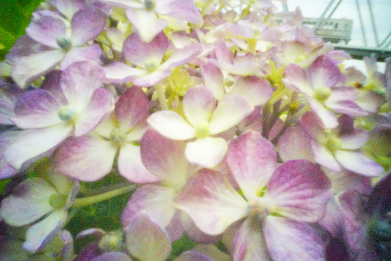 ソニーα7S II　シャッタースピード優先オート（1/125秒）　ISO 64000　WB:日陰　（B+1,G+2）　ビビッド