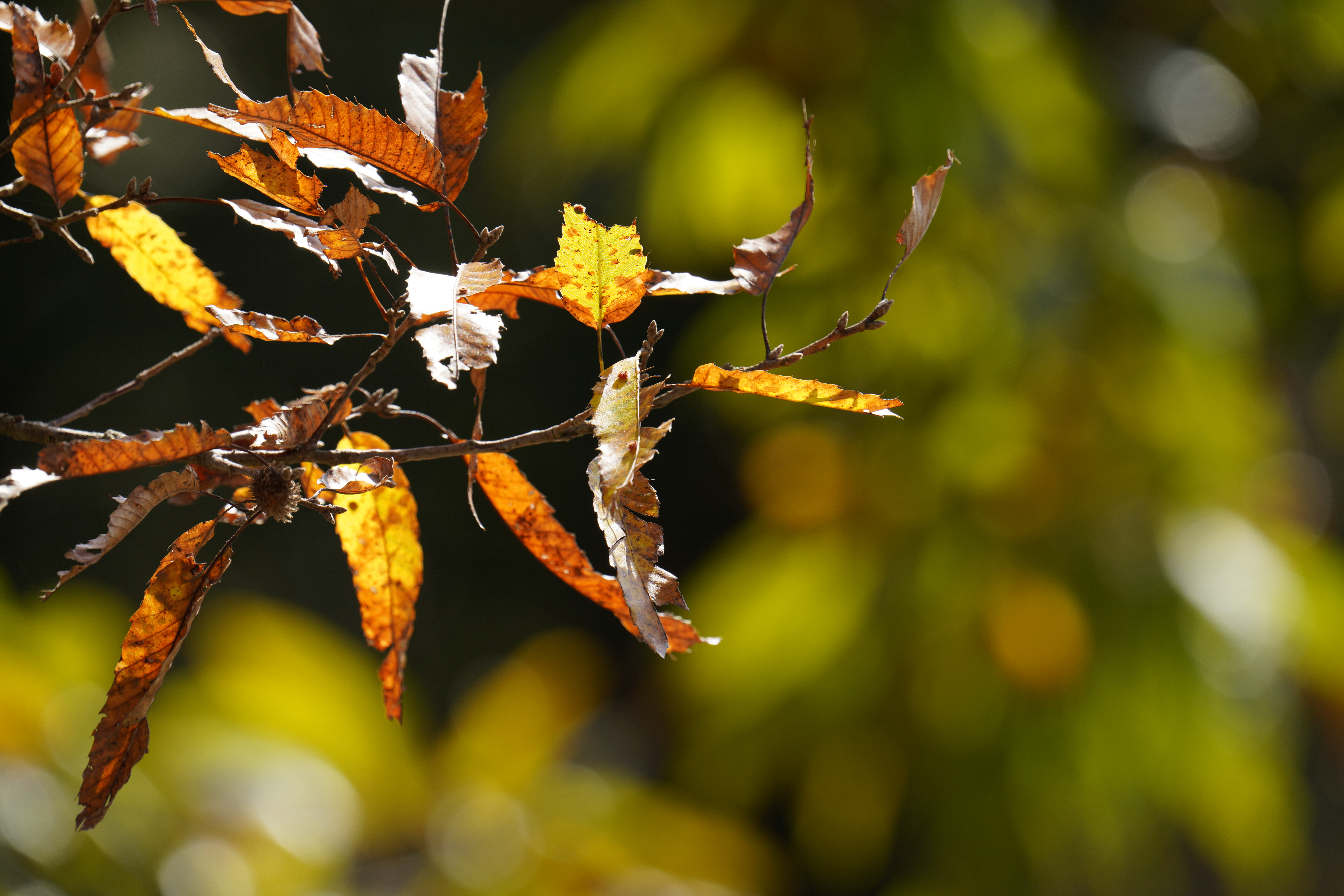 600mm、F9<br>ソニーα7R IV / FE 200-600mm F5.6-6.3 G OSS / 600mm / 絞り優先AE（F9・1/250秒・-0.7EV） / ISO 200