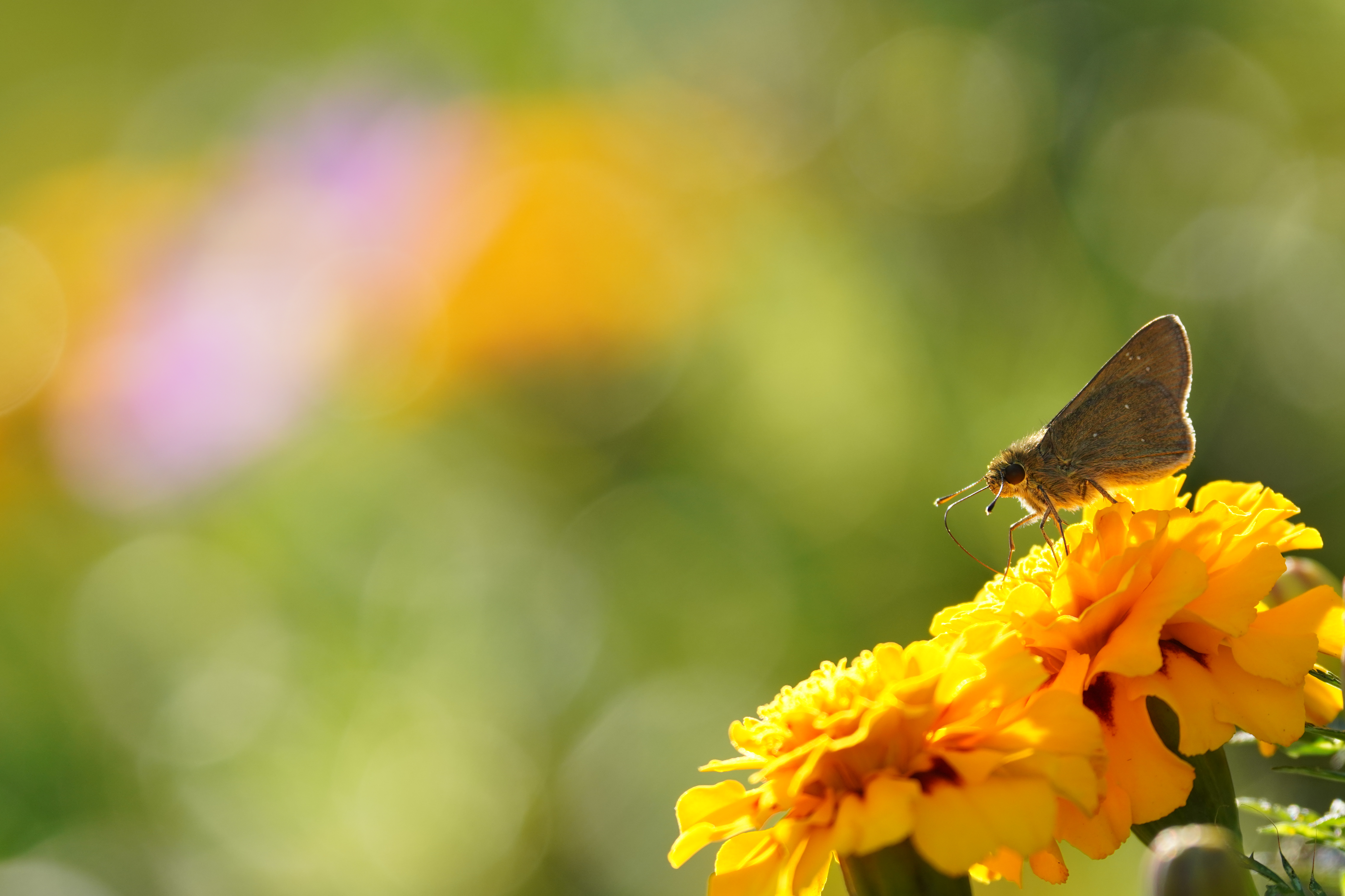 <br>ソニーα7R IV / FE 200-600mm F5.6-6.3 G OSS / 600mm / シャッター優先AE（F6.3・1/400秒・+1.0EV） / ISO 400、APS-Cクロップ・900mm相当