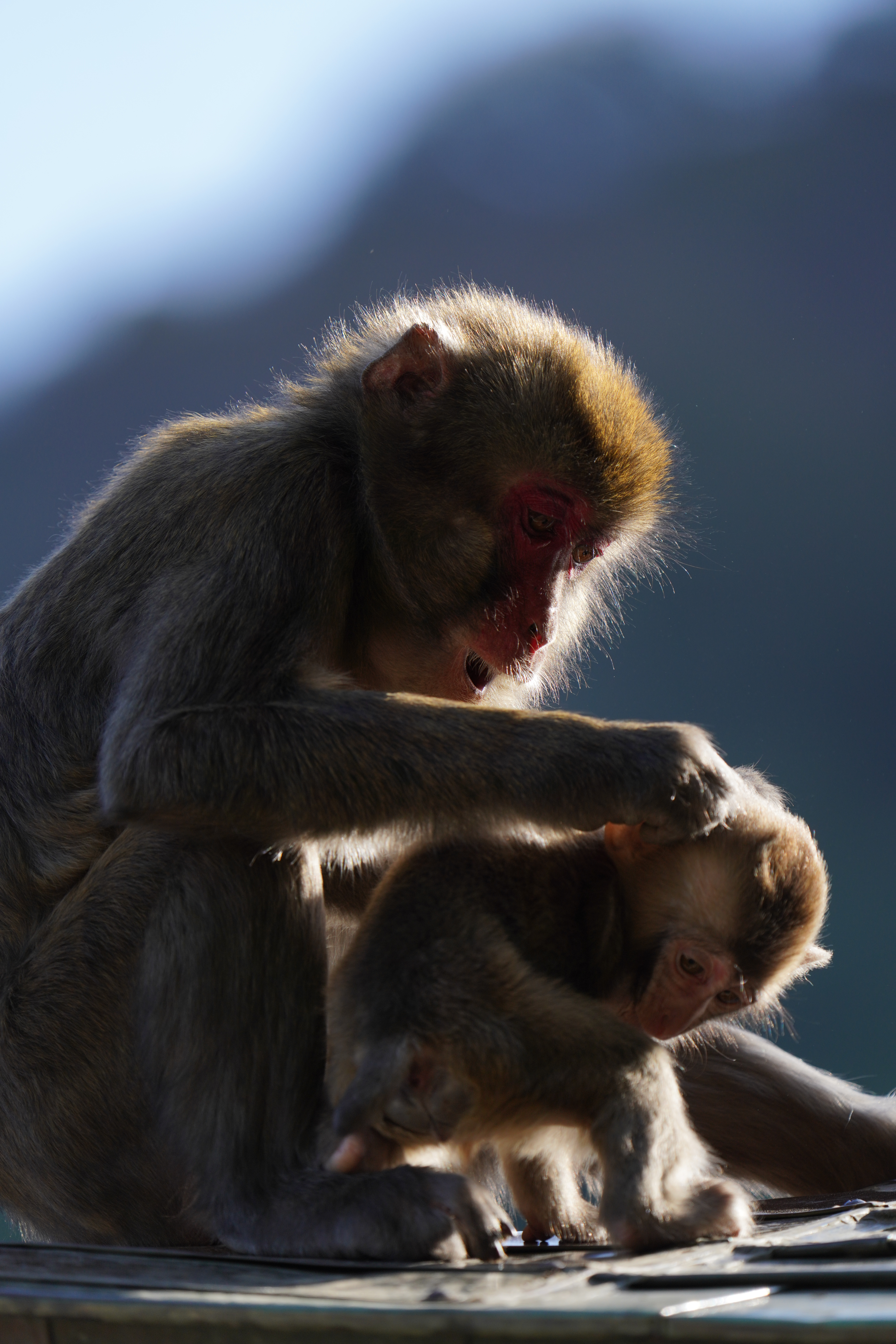 ソニーα7R IV / FE 200-600mm F5.6-6.3 G OSS / 600mm / シャッター優先AE（F6.3・1/500秒・-0.7EV） / ISO 320