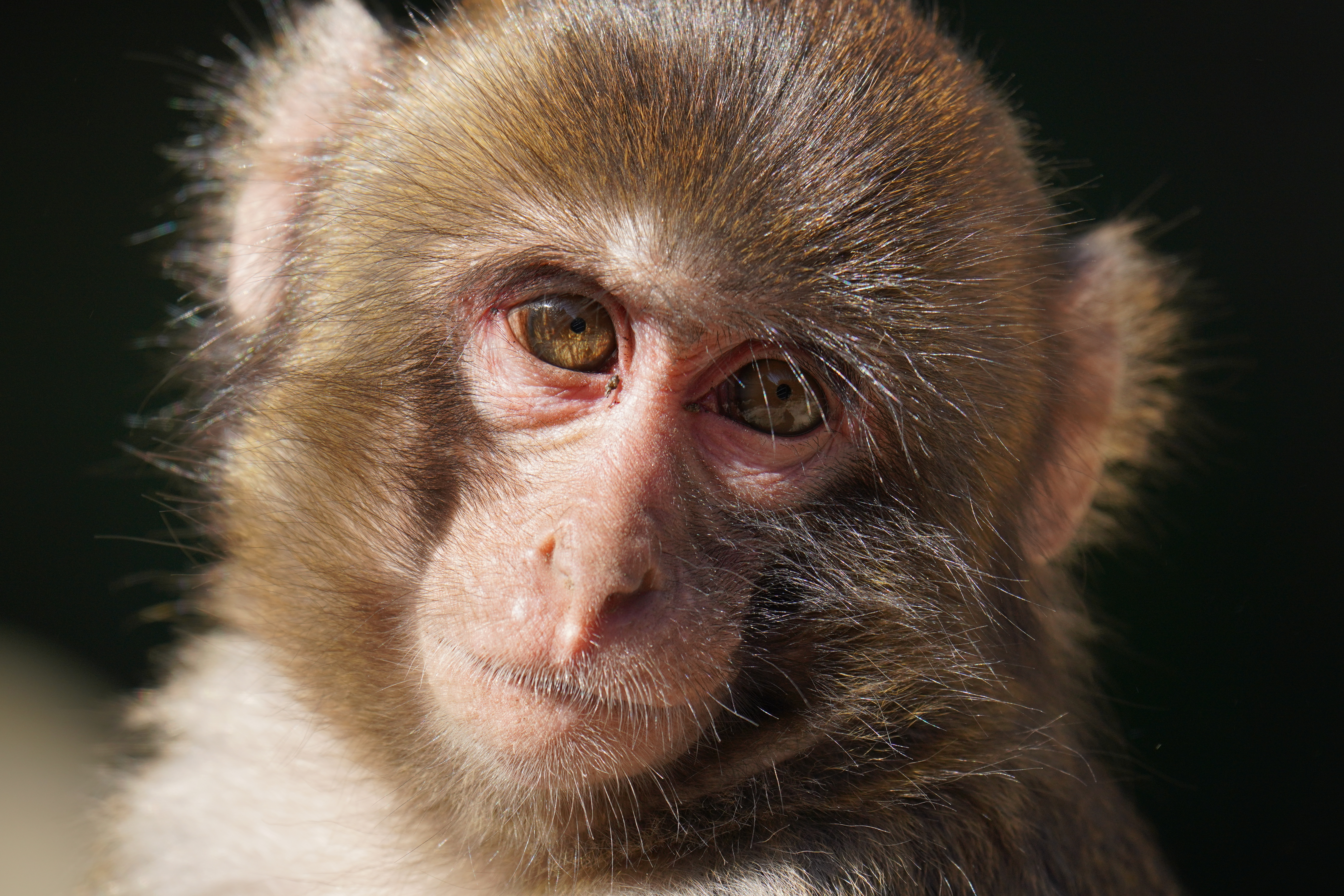 ソニーα7R IV / FE 200-600mm F5.6-6.3 G OSS / 600mm / シャッター優先AE（F6.3・1/500秒・-0.7EV） / ISO 320、APS-Cクロップ・900mm相当