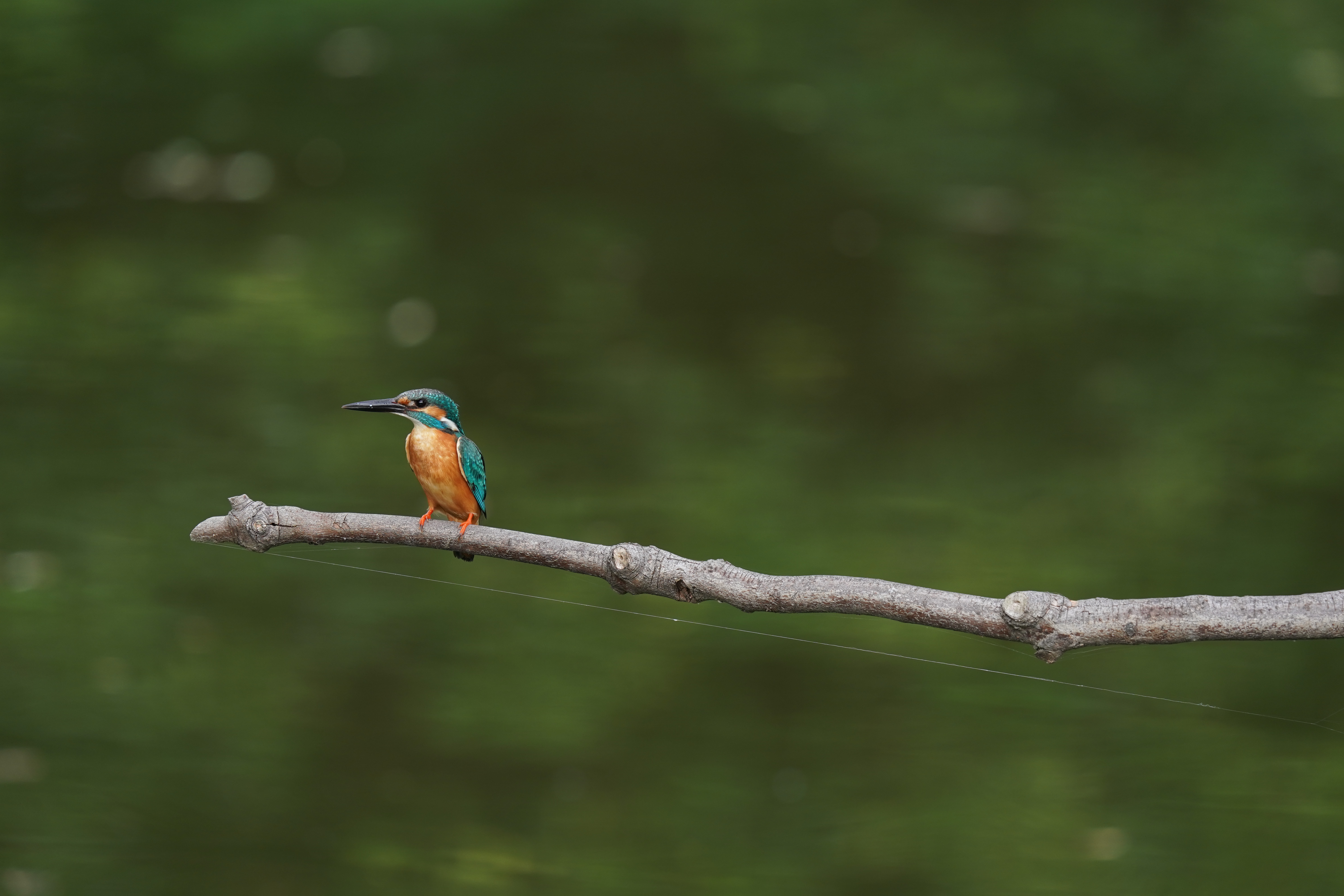 ソニーα9 / FE 200-600mm F5.6-6.3 G OSS / 600mm / シャッター優先AE（F9・1/160秒・-1.0EV） / ISO 400