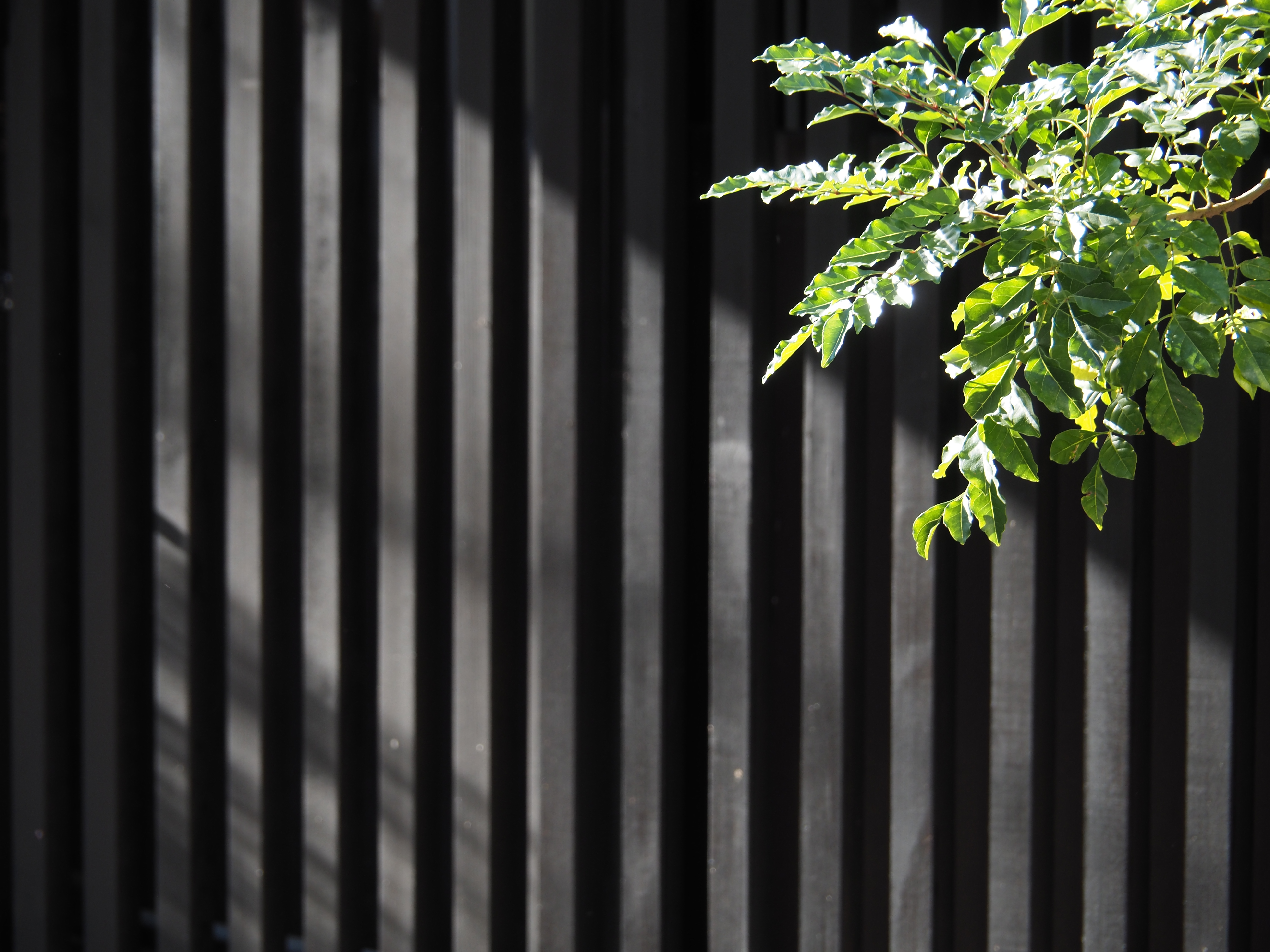 測距点は81点から121点になり、より細かくピント合わせが行える。タッチパッドAFでファインダーを覗きながら測距点を右上に移動させ、植物の葉にピントを合わせた。<br>OM-D E-M5 Mark III　 M.ZUIKO DIGITAL ED 14-150mm F4.0-5.6 II （90mm）　ISO 200　F5.6　1/60秒