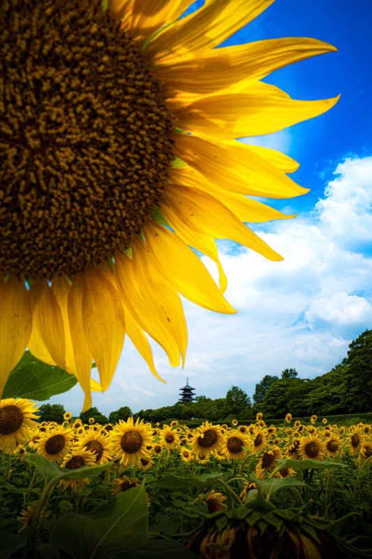 ワイドコンバージョンレンズGW-4による深い被写界深度を生かして撮影。逆光で撮っているので、そのままでは色がくすんでしまう条件。RAWからの現像でもシャドーのディティールがグレーっぽくなりがちなところだが、GR IIIは持ち上げたシャドーもしっかり色が乗っている（撮影：木村琢磨）<br><span class="fnt-85">GR III / 絞り優先AE（1/160秒・F16・±0.0EV） / ISO 200 / 21mm相当（ワイドコンバージョンレンズGW-4使用）</span>