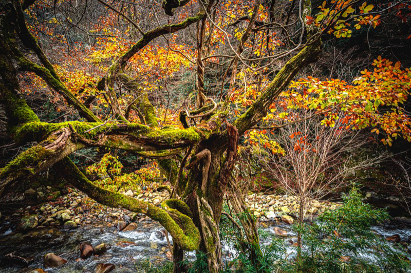 中央に幹など大胆に配置することで遠近感を見せるという、日本画の技法を取り込んでみた。ワイドコンバージョンレンズを使用し、周辺は現像段階で少し焼き込んでトーンを落としている。周辺までシャープな写りだ。<br><span class="fnt-85">GR III / 絞り優先AE（1/60秒・F8.0・-0.3EV） ISO 400 / 21mm相当（ワイドコンバージョンレンズGW-4使用）</span>
