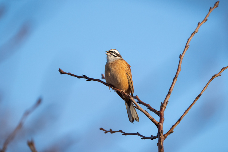 α7 III / FE 200-600mm F5.6-6.3 G OSS（1.4xテレコンバーター使用） / 840mm / シャッター速度優先AE（1/1,250秒・F9.0・+0.7EV） / ISO 1000