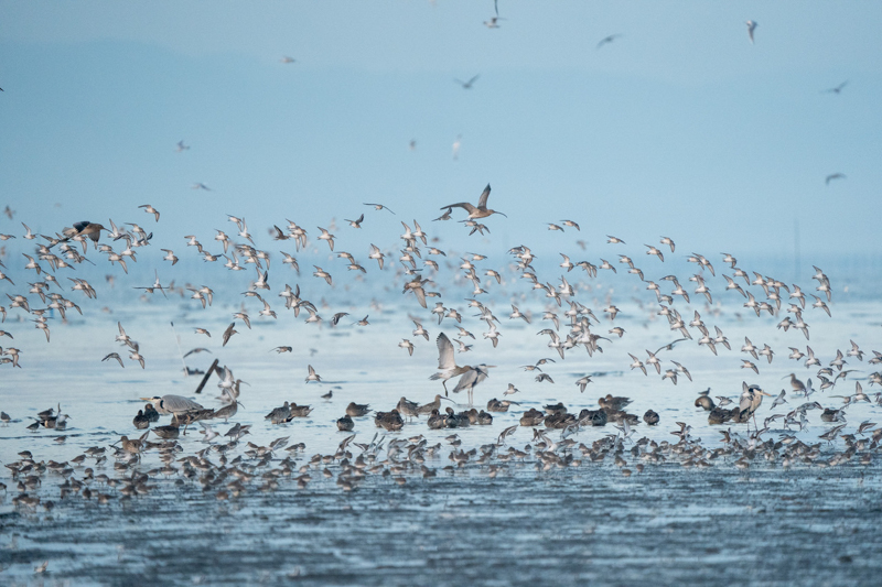 α7 III / FE 200-600mm F5.6-6.3 G OSS / 600mm / シャッター速度優先AE（1/1,250秒・F6.3・+1.0EV） / ISO 5000