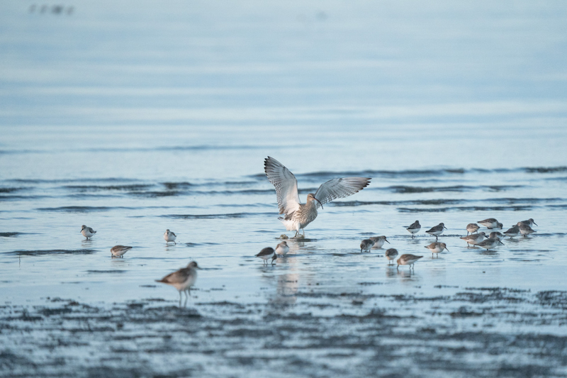 α7 III / FE 200-600mm F5.6-6.3 G OSS / 600mm / シャッター速度優先AE（1/1,250秒・F6.3・+1.0EV） / ISO 5000