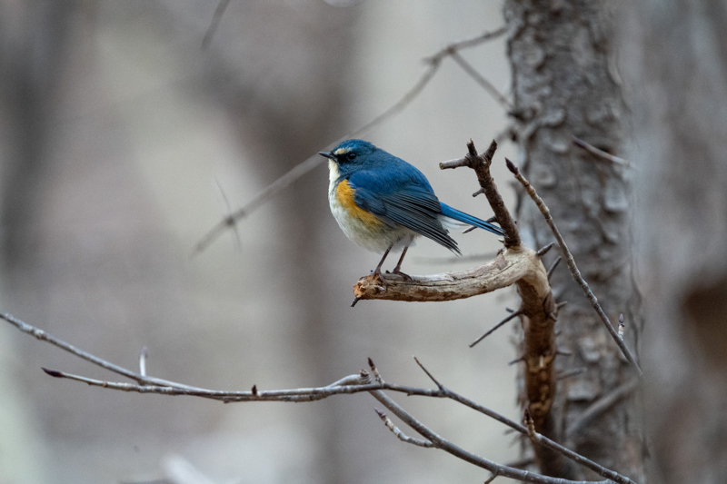 α7 III / FE 200-600mm F5.6-6.3 G OSS（1.4xテレコンバーター使用） / 840mm / シャッター速度優先AE（1/250秒・F9.0・±0.0EV） / ISO 10000