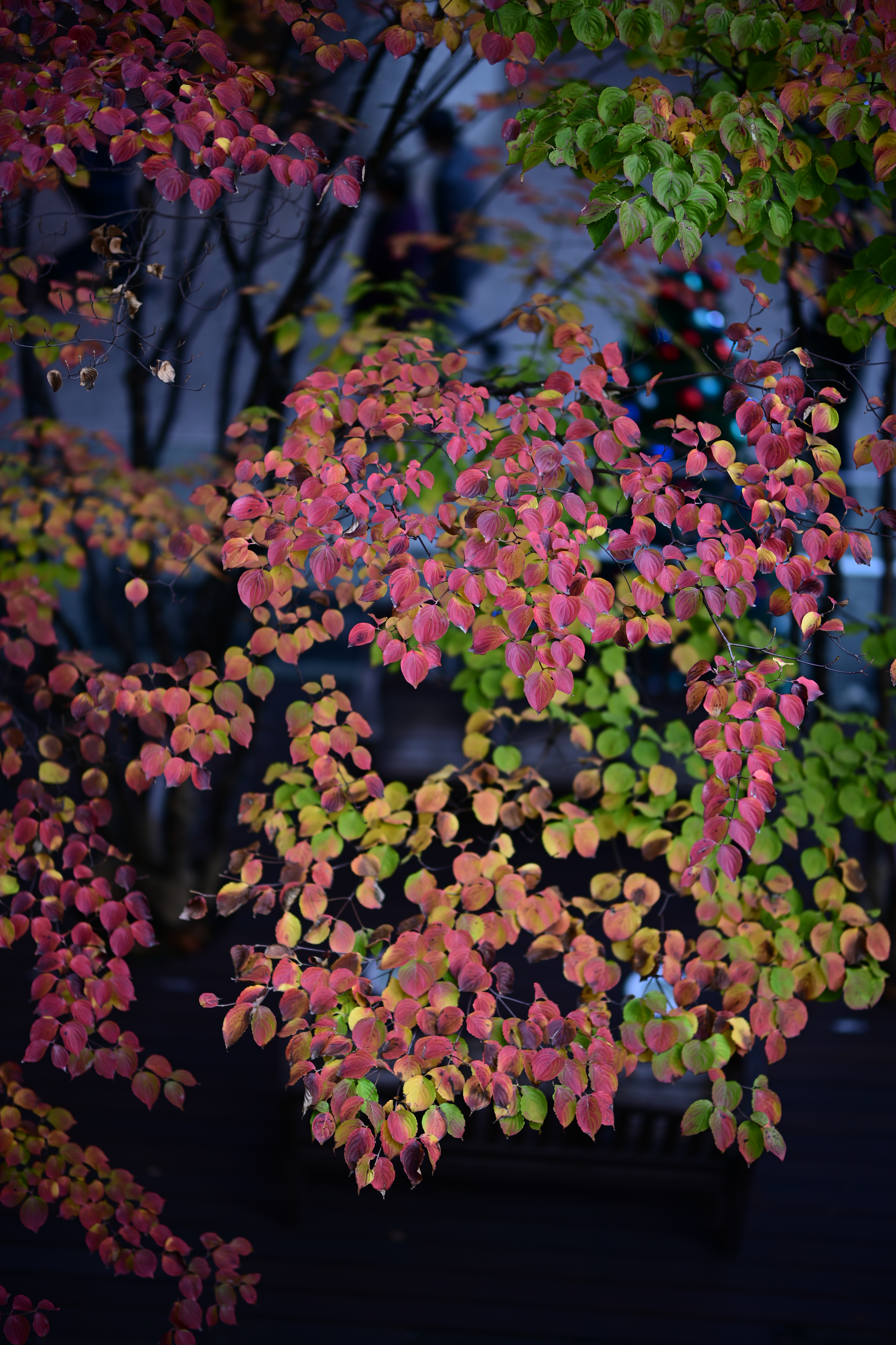 Nikon Z 7　NIKKOR Z 58mm f/0.95 S Noct　ISO 64　F0.95　1/320秒