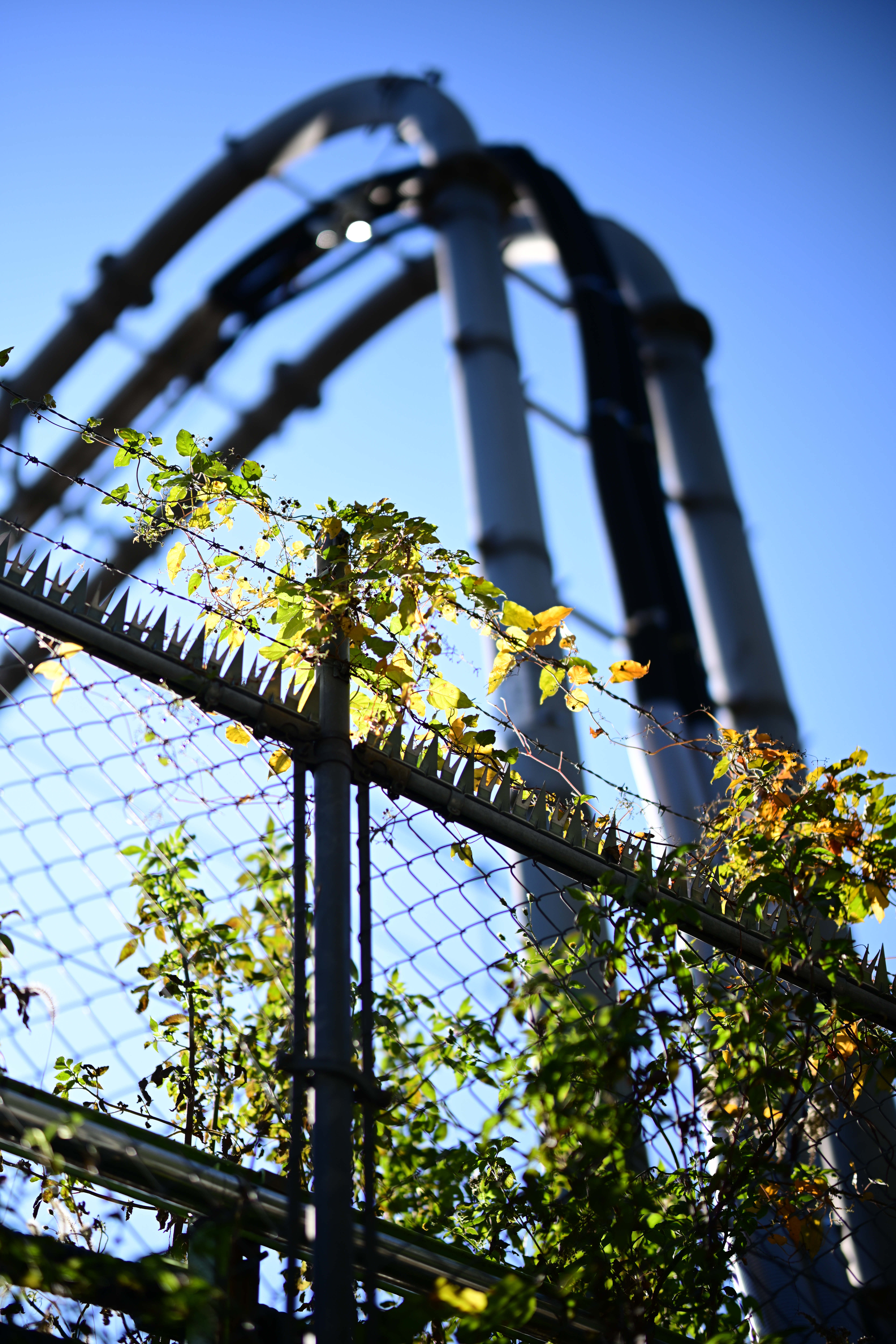 Nikon Z 7　NIKKOR Z 58mm f/0.95 S Noct　ISO 100　F0.95　1/8,000秒