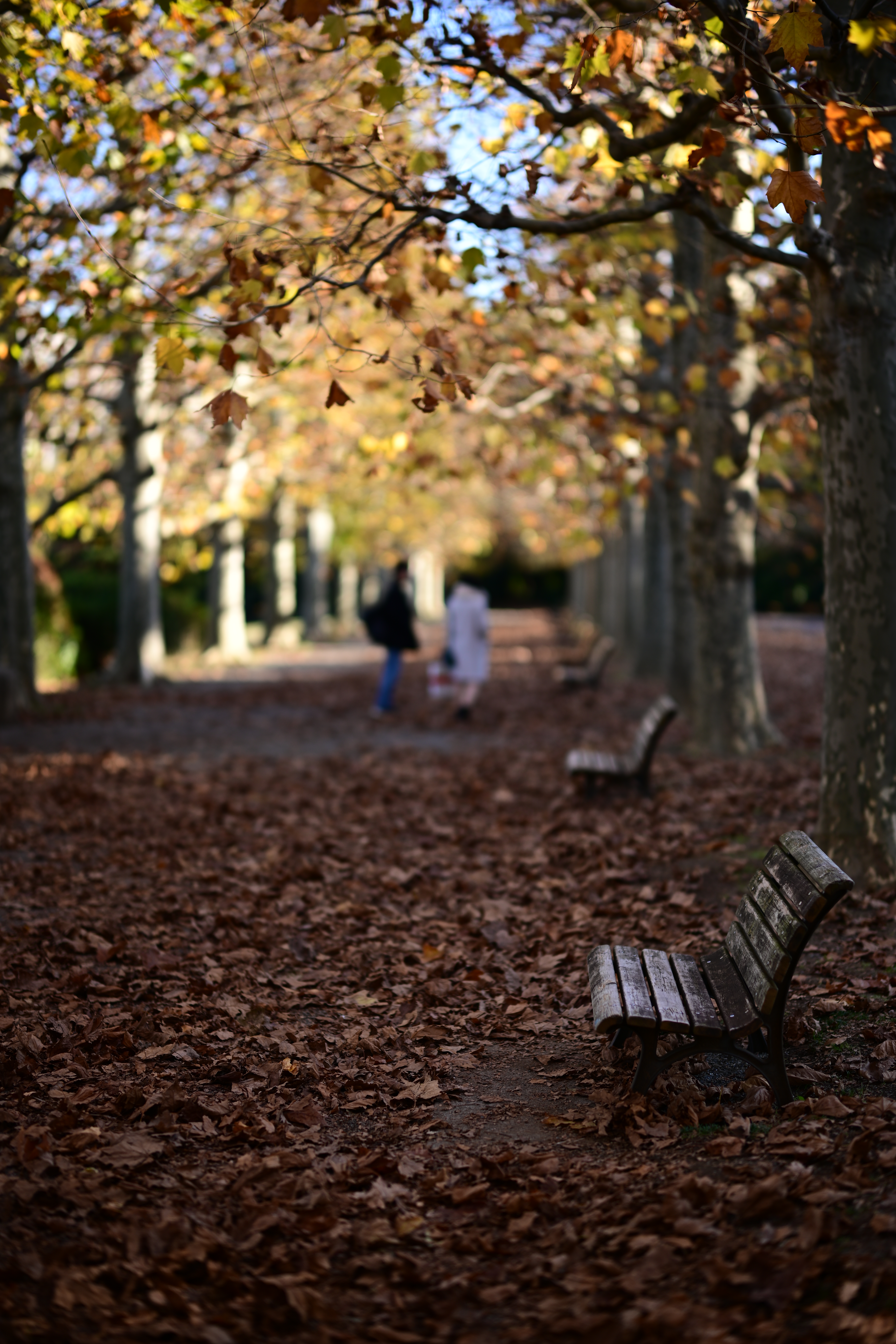 Nikon Z 7　NIKKOR Z 58mm f/0.95 S Noct　ISO 64　F0.95　1/1,600秒