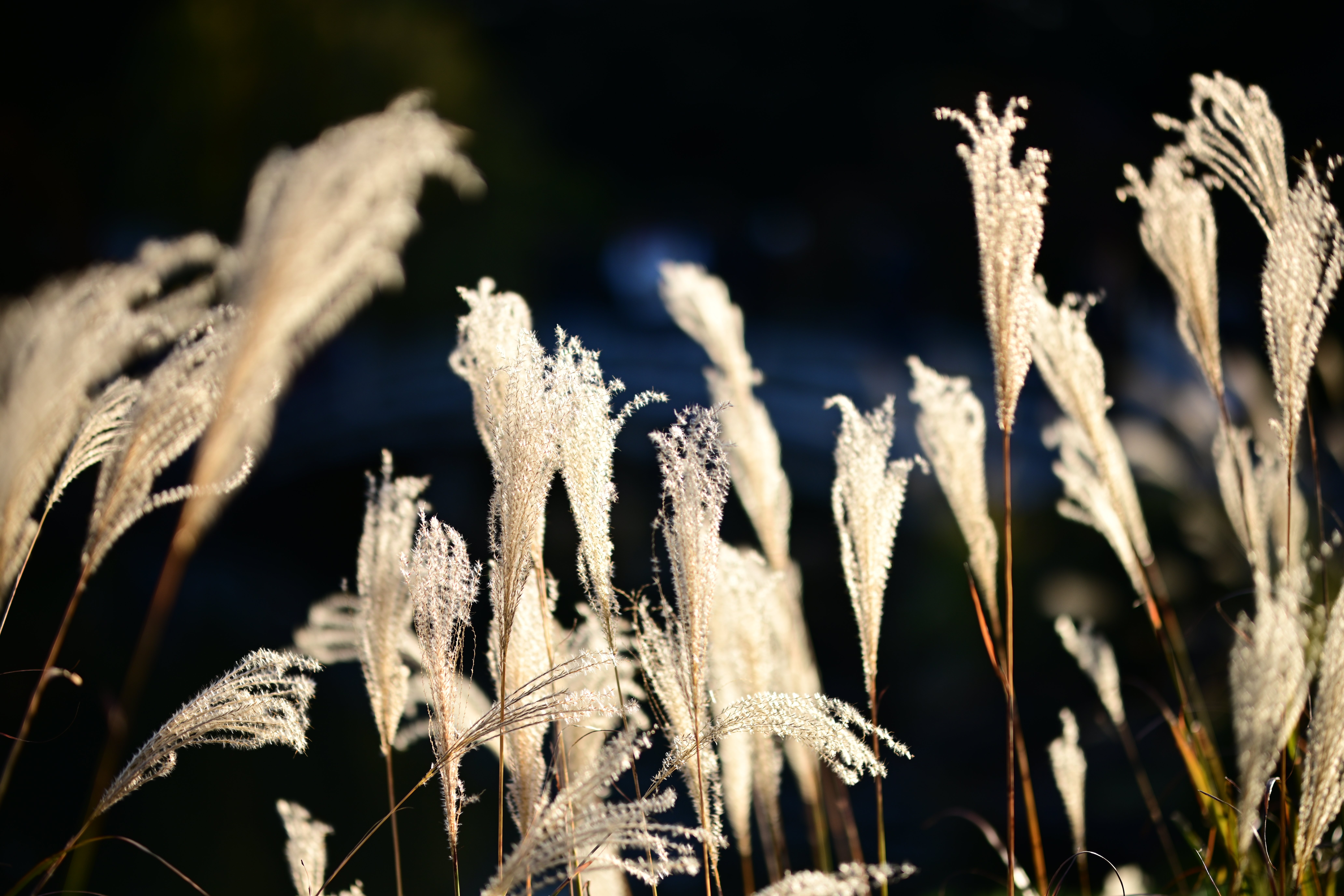 Nikon Z 7　NIKKOR Z 58mm f/0.95 S Noct　ISO 125　F0.95　1/8,000秒