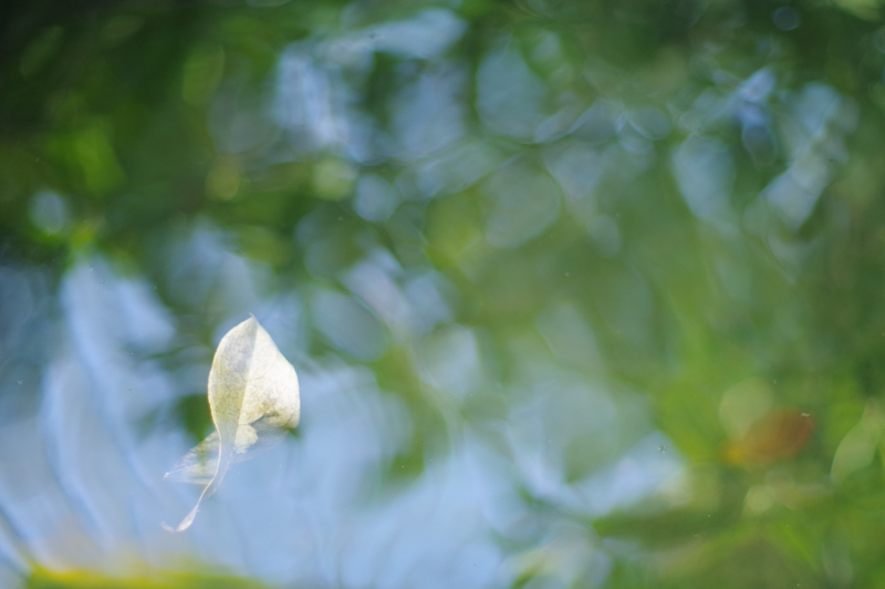 PENTAX KP / smc-PENTAX-M 50mm F1.4 / マニュアル露出（1/100秒・F1.4） / ISO 400 / カスタムイメージ：鮮やか