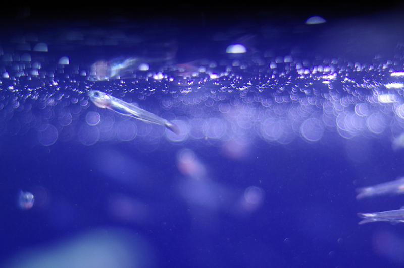 PENTAX KP / smc-PENTAX-M 50mm F1.7 / マニュアル露出（1/200秒・F1.7） / ISO 1600 / カスタムイメージ：ポップチューン