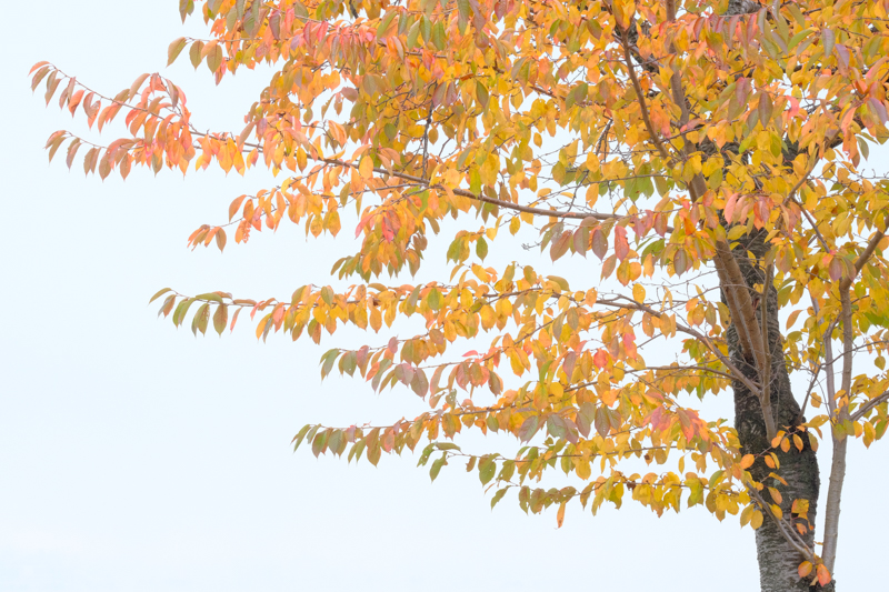 どんよりとした曇り空の日だったがそれを逆手にとったハイキー表現。大胆なプラス3EVの露出補正を行うと桜の紅葉が白い背景に鮮やかに浮かび上がり爽やかな印象となった。ダイナミックレンジを400%に拡大しているため背景の曇り空は白とびは起こしていない<br><span class="fnt-85">X-T3 / XF100-400mmF4.5-5.6 R LM OIS WR / 100mm / 絞り優先AE（F11・1/15秒・+3.0EV） / ISO 640</span>