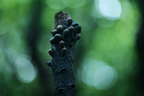 F2.8（200mm）<br>Panasonic LUMIX S1R / LUMIX S PRO 70-200mm F2.8 O.I.S. / 200mm / マニュアル露出（F2.8、1/8秒） / ISO 1250