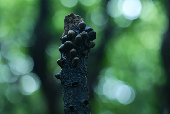 F5（200mm）<br>Panasonic LUMIX S1R / LUMIX S PRO 70-200mm F2.8 O.I.S. / 200mm / マニュアル露出（F5.0、1/3秒） / ISO 1250